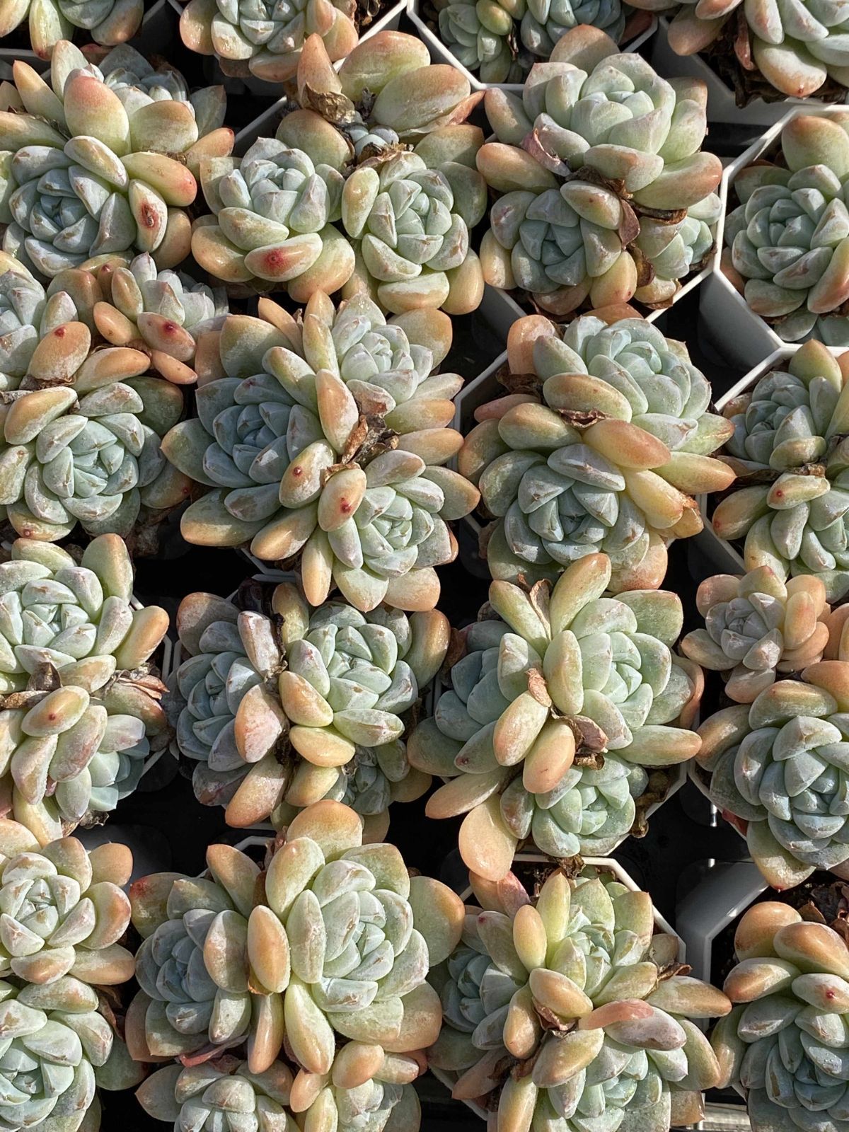 Top【選抜株】多肉植物　360919ジェード　フェース50個　プラグトレー苗 新入荷 50株の抜き苗セット ヒョウギョク 多肉植物 佐川急便発送