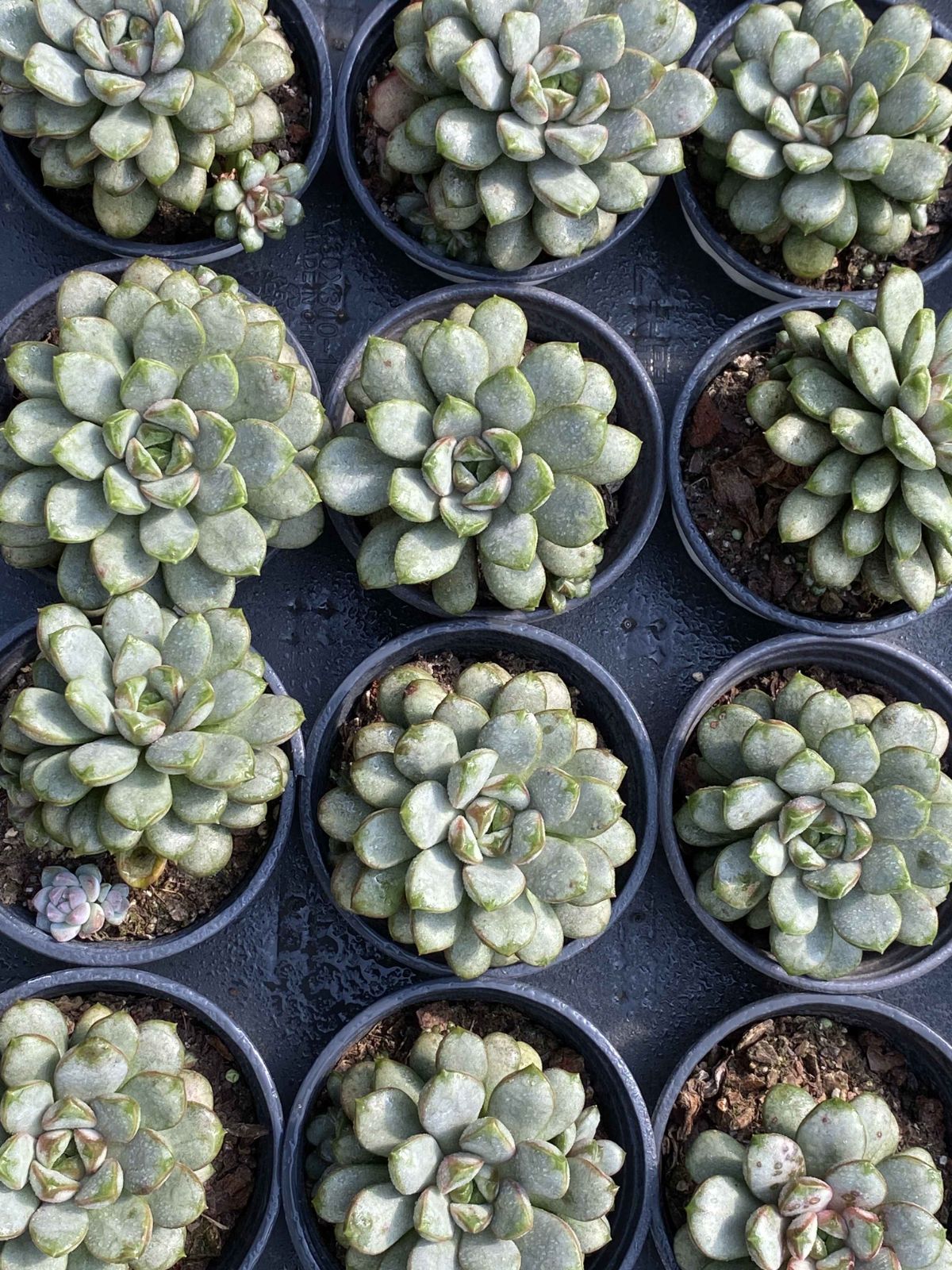 18株の抜き苗セット ブドウ 多肉植物 佐川急便発送 エケベリア 韓国苗