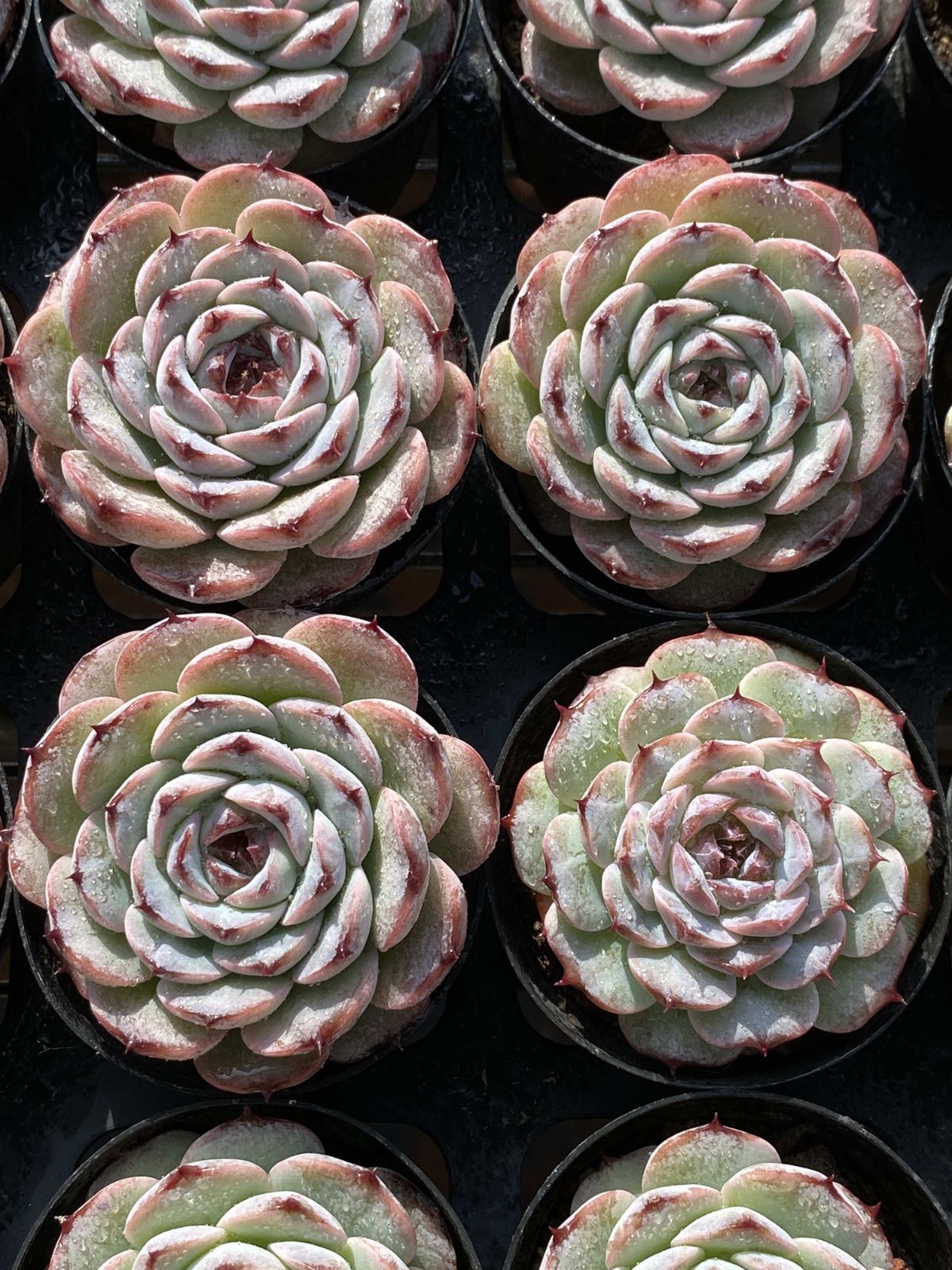 50株の抜き苗セット ムラサキザクロ 多肉植物 佐川急便発送 エケベリア