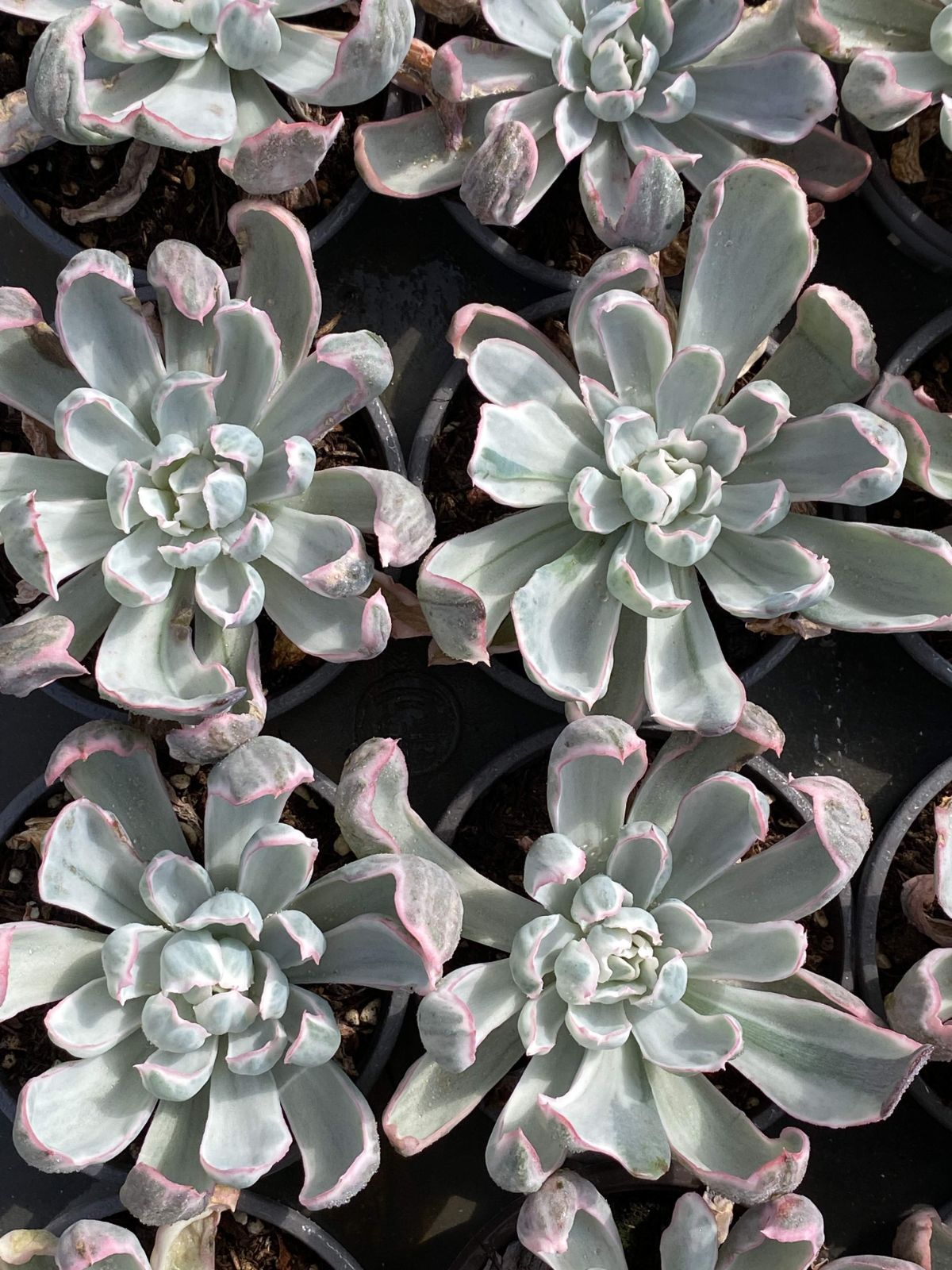 18株の抜き苗セット バークレーニシキ 多肉植物 佐川急便発送