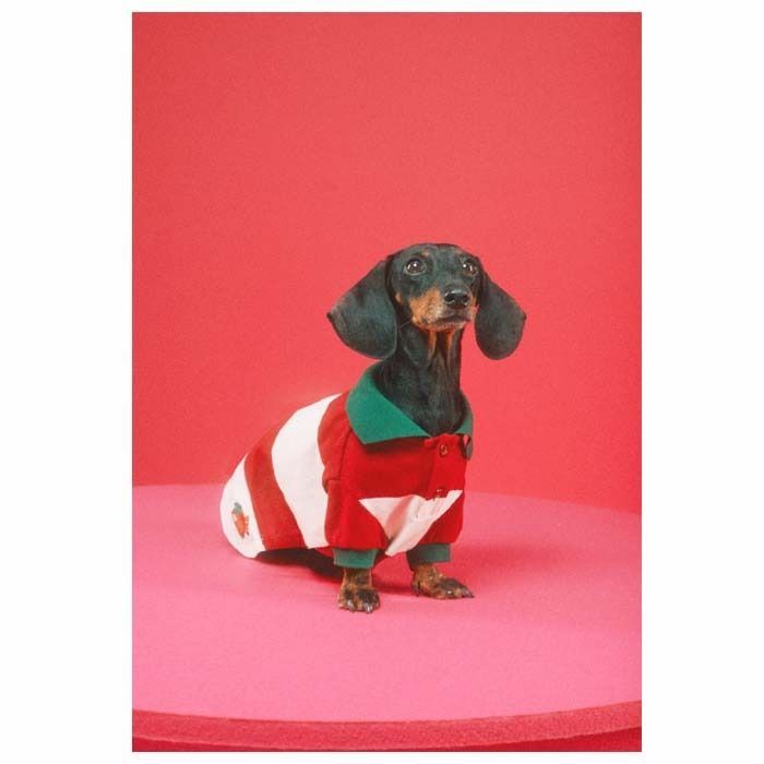 新品】グッチ ペット用 ペット服 GUCCI ストロベリーアップリケ ビッグ