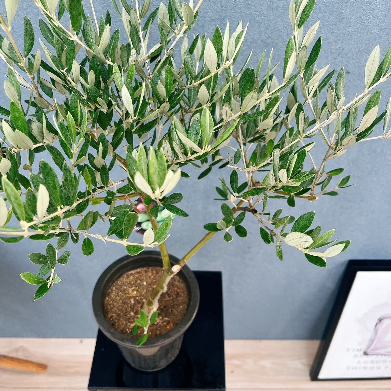 現品］82番 創樹 オリーブ ピクアル 5号 観葉植物 屋外 souju 珍しい