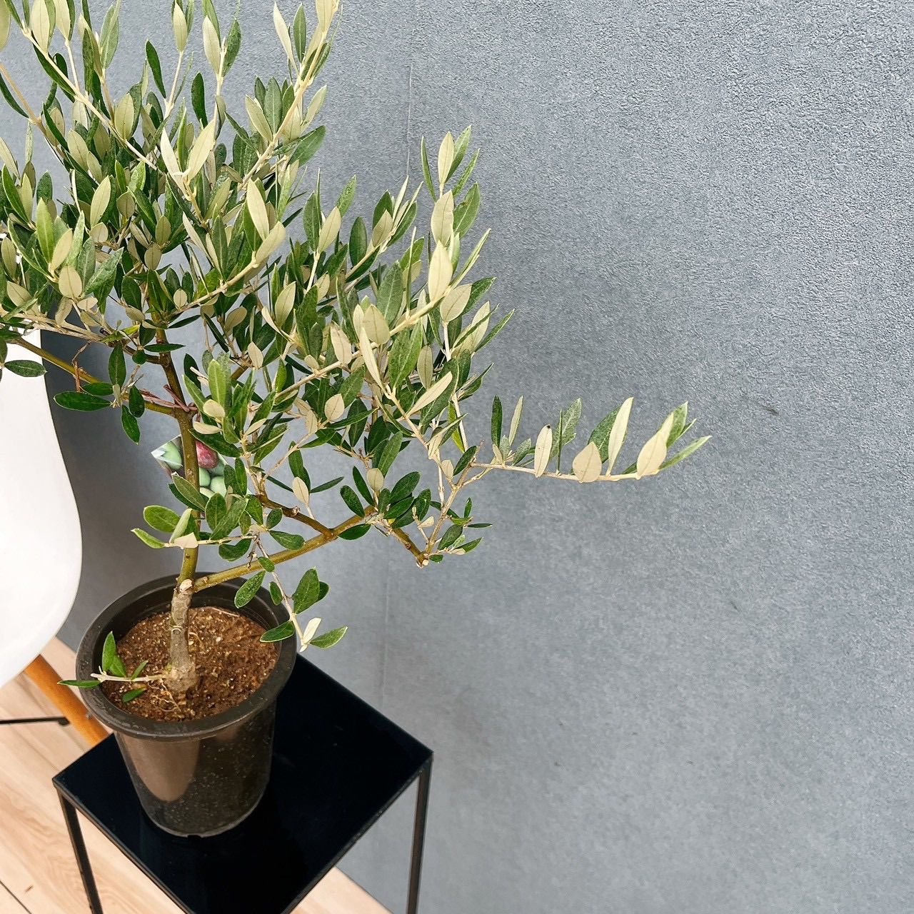 現品］82番 創樹 オリーブ ピクアル 5号 観葉植物 屋外 souju 珍しい