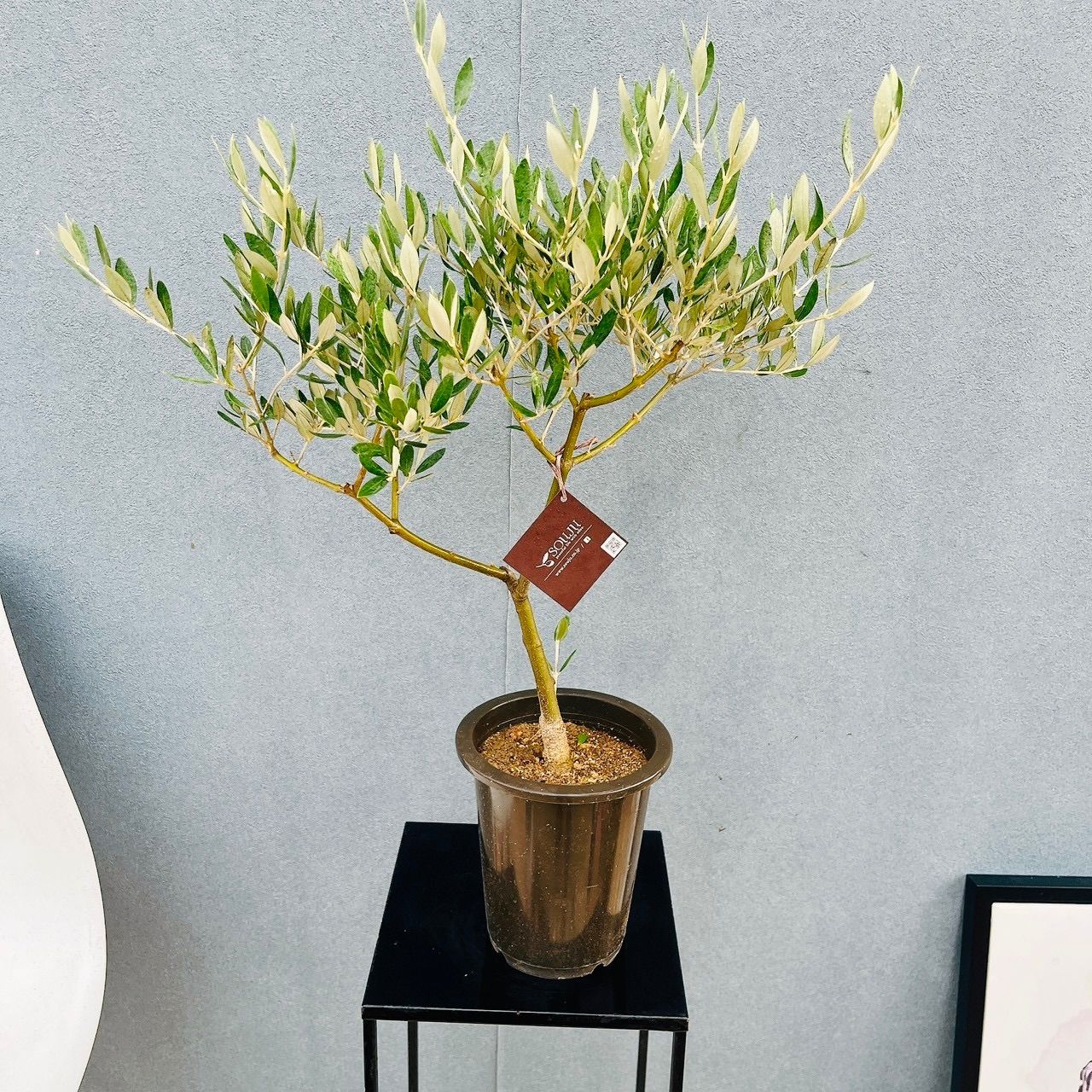 現品］82番 創樹 オリーブ ピクアル 5号 観葉植物 屋外 souju 珍しい