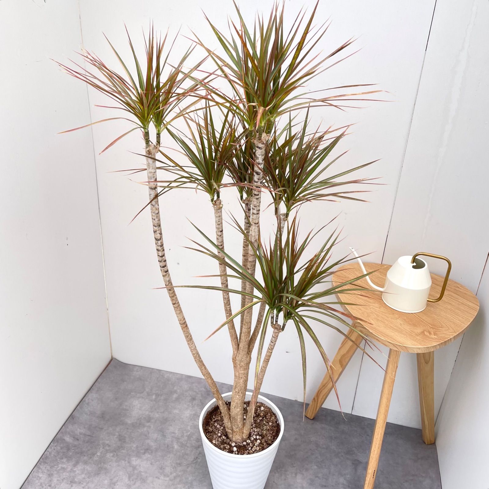 ドラセナ コンシンネ レインボー 7【現品】観葉植物 室内 大型 - メルカリ