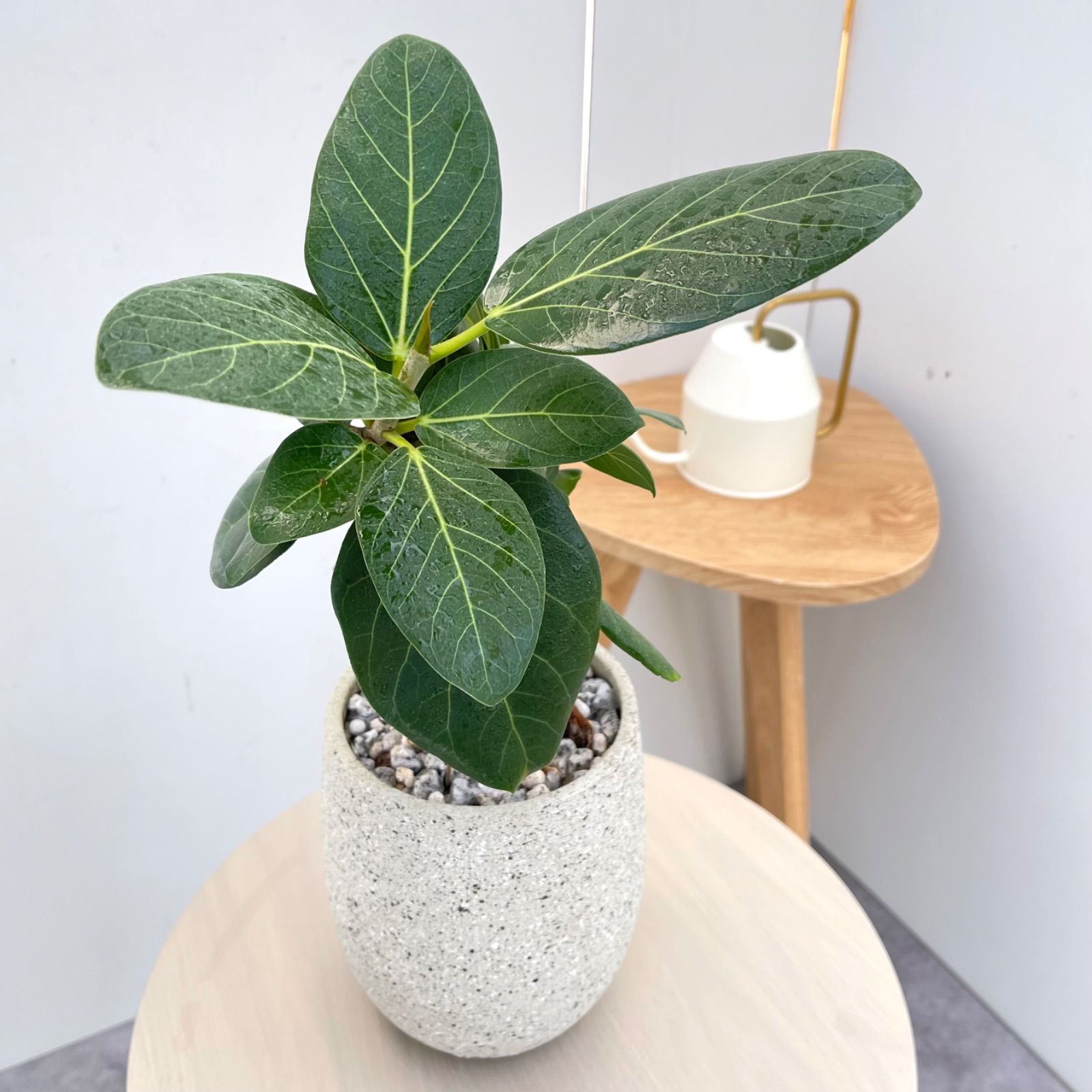 フィカス ベンガレンシス 曲がり【現品】観葉植物 室内 陶器鉢 - メルカリ