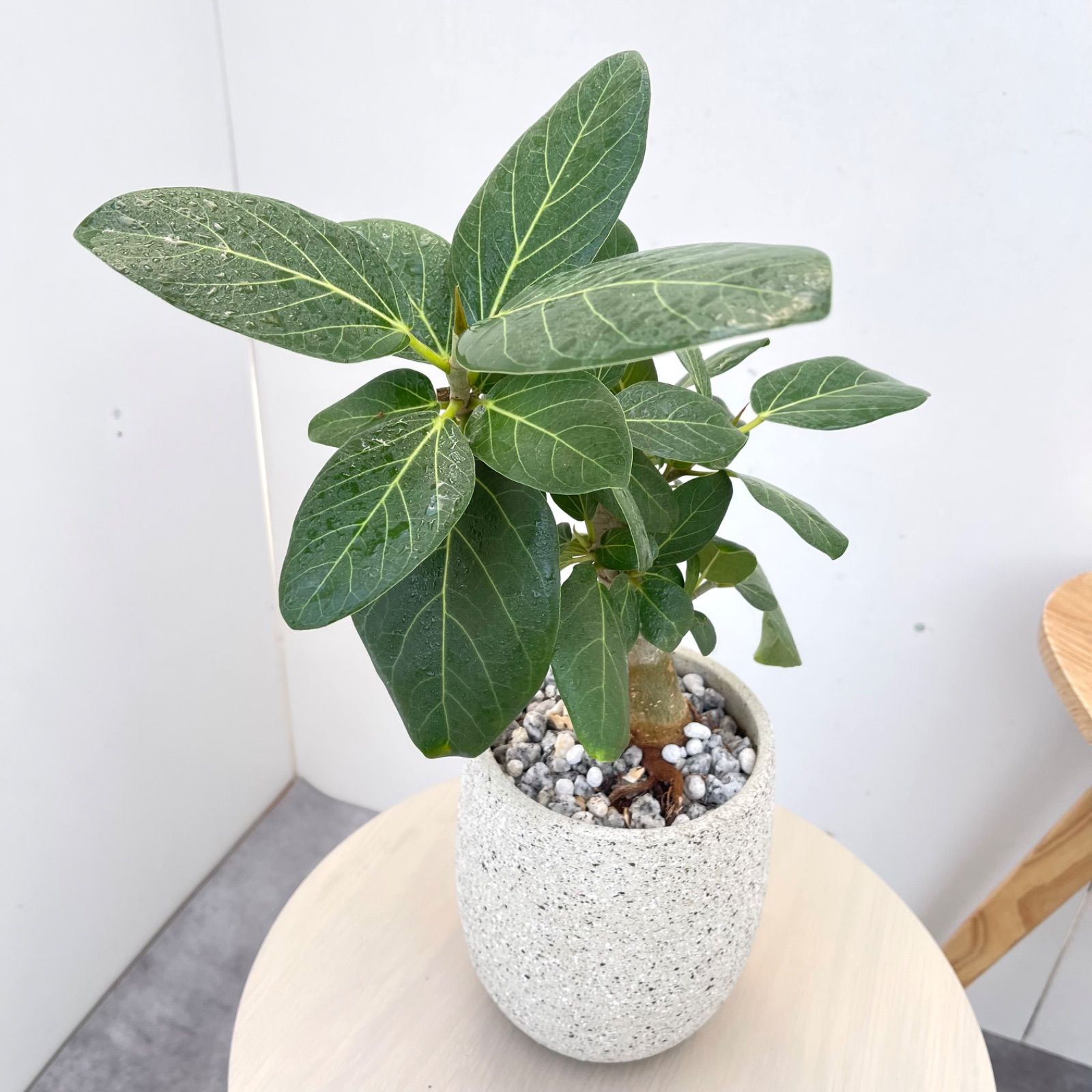 フィカス ベンガレンシス 曲がり【現品】観葉植物 室内 陶器鉢 - メルカリ