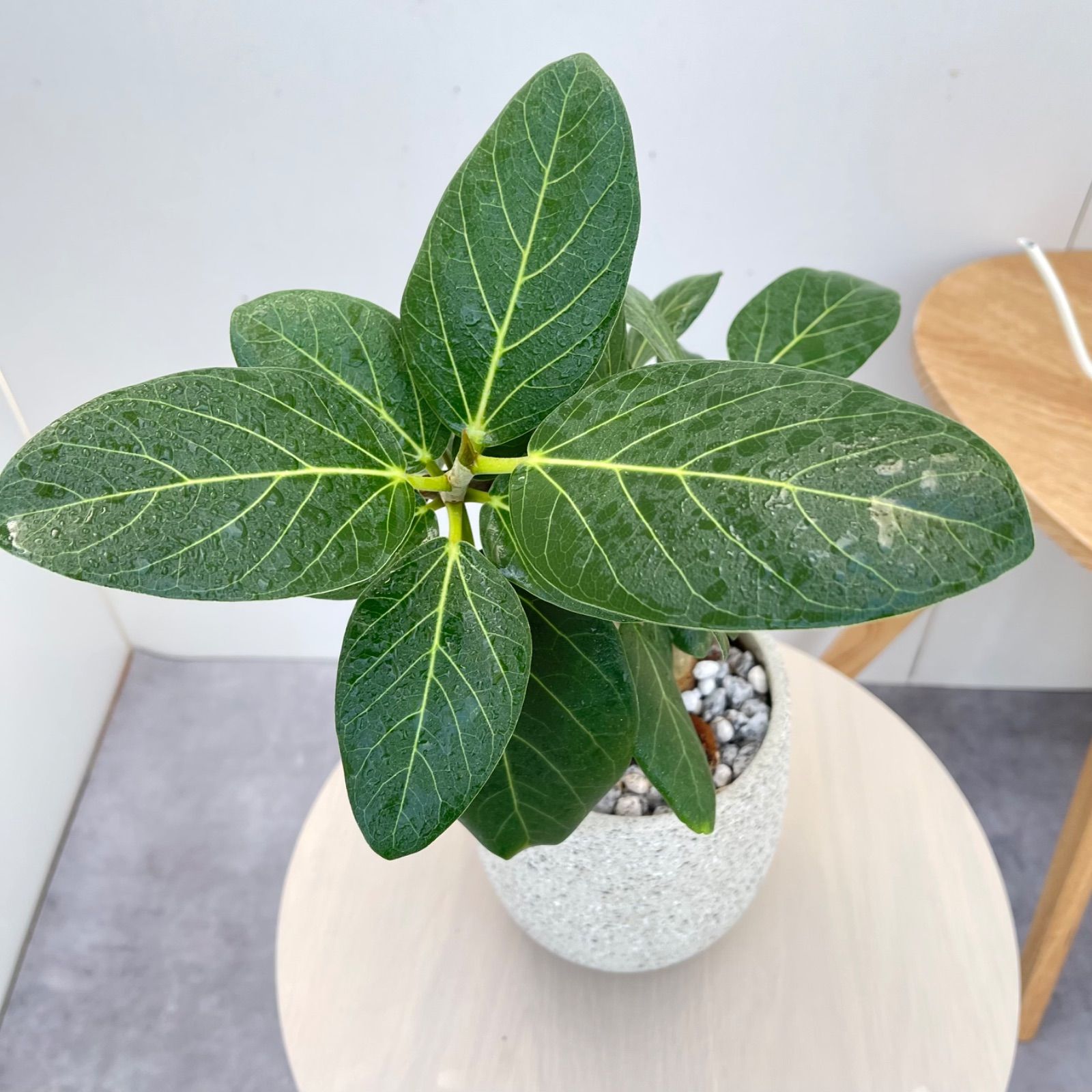 フィカス ベンガレンシス 曲がり【現品】観葉植物 室内 陶器鉢 - メルカリ