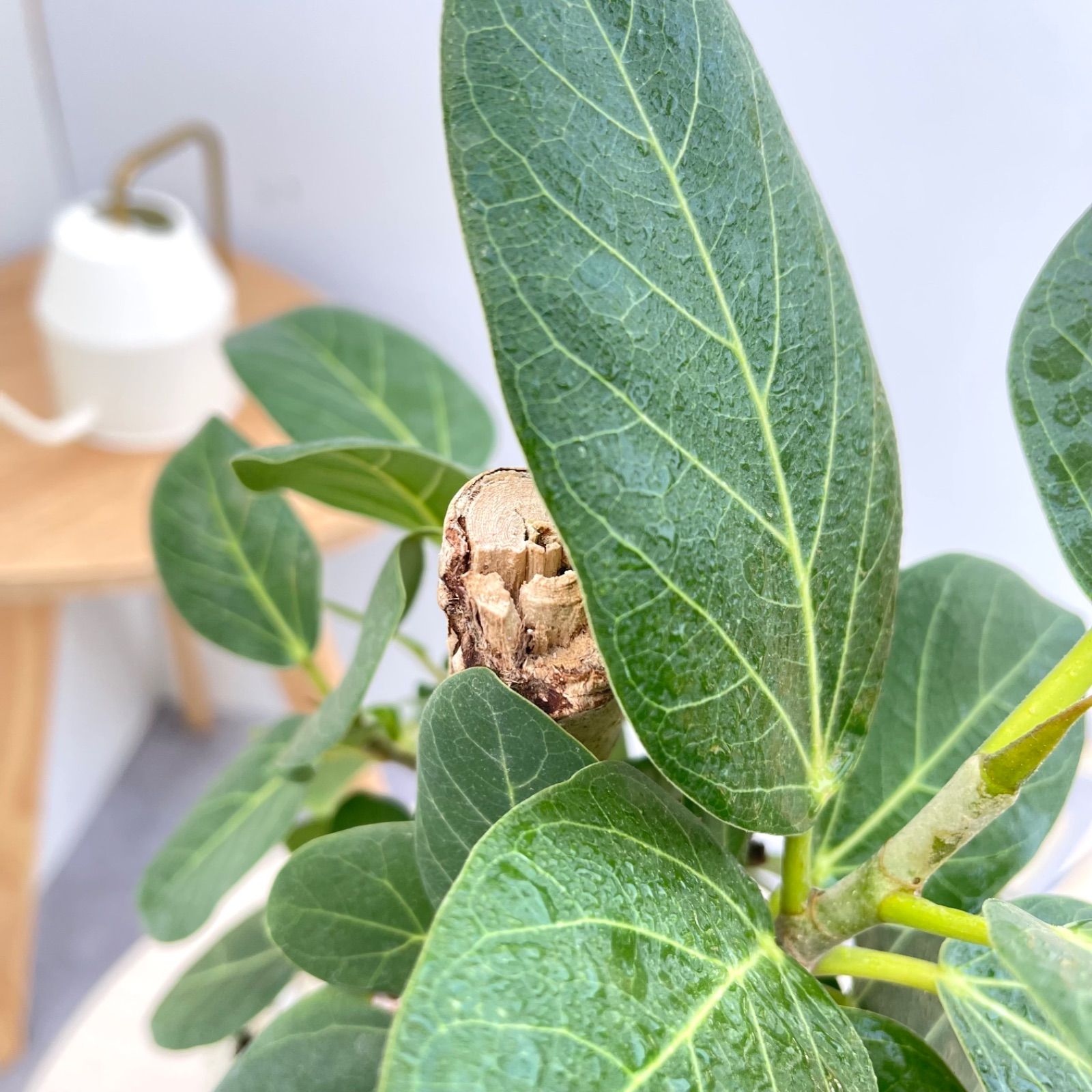 フィカス ベンガレンシス 曲がり【現品】観葉植物 室内 陶器鉢 - メルカリ