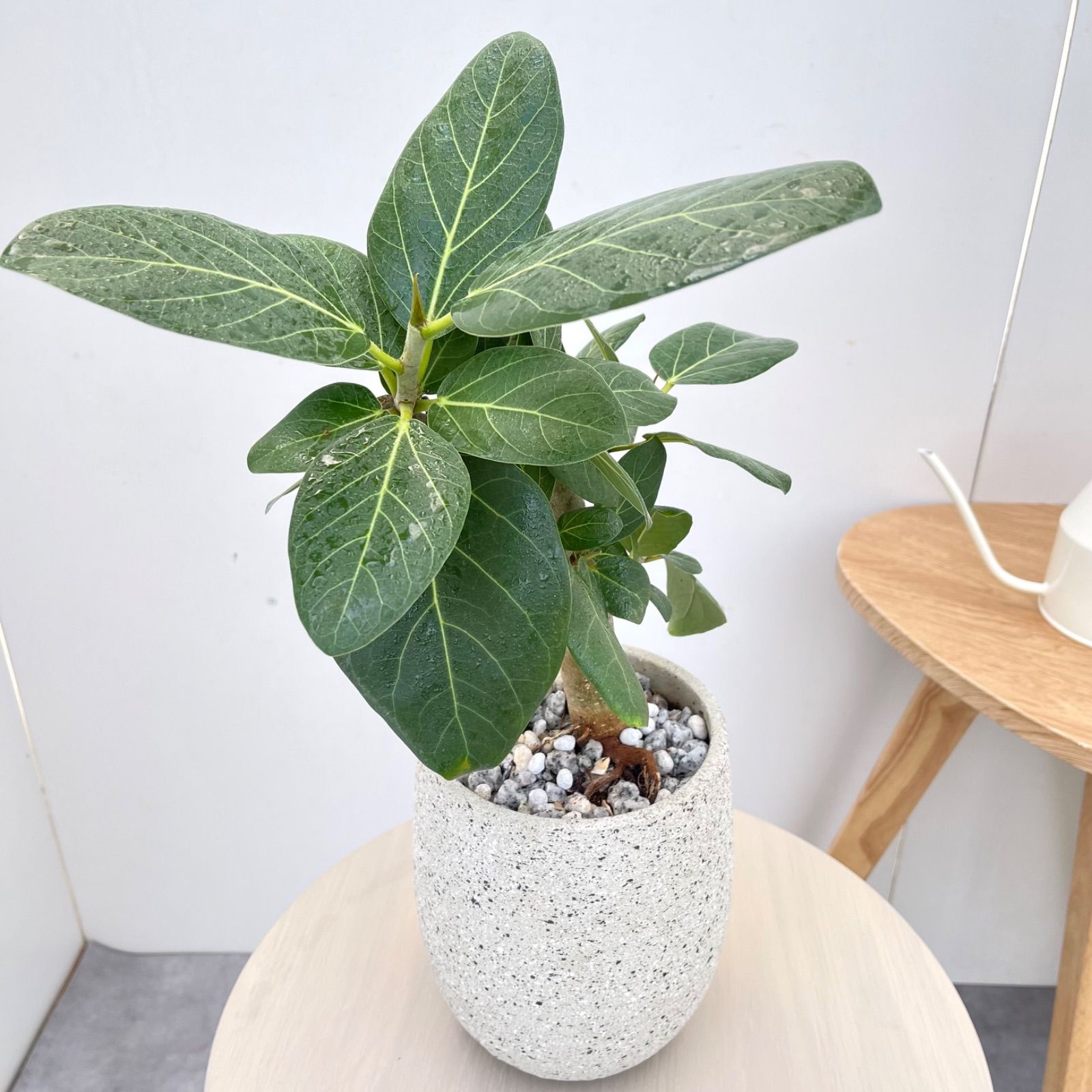 フィカス ベンガレンシス 曲がり【現品】観葉植物 室内 陶器鉢 - メルカリ