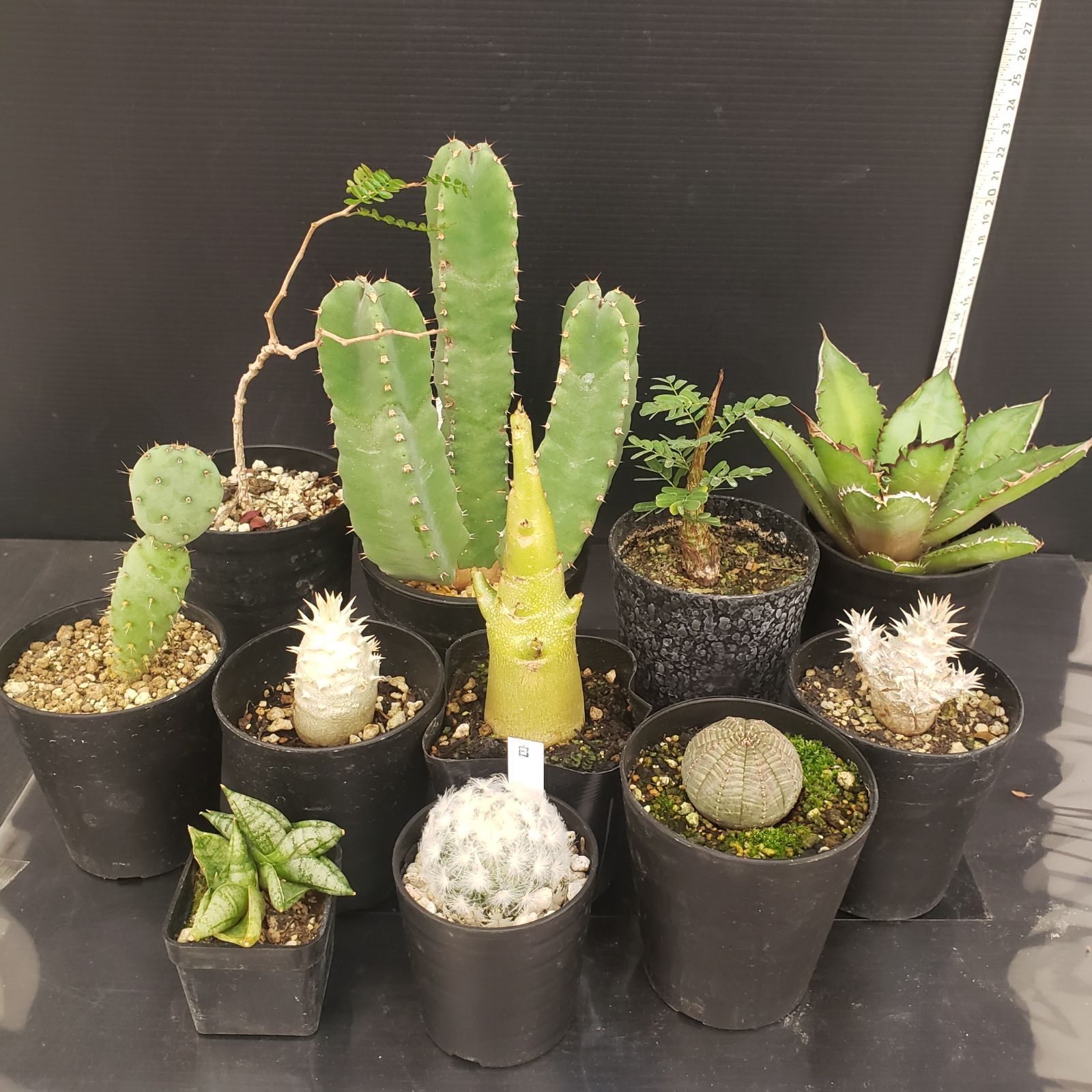 塊根植物・コーデックス RM N373【クリアランスセール！】コーデックス・多肉植物 MIXセット（品種