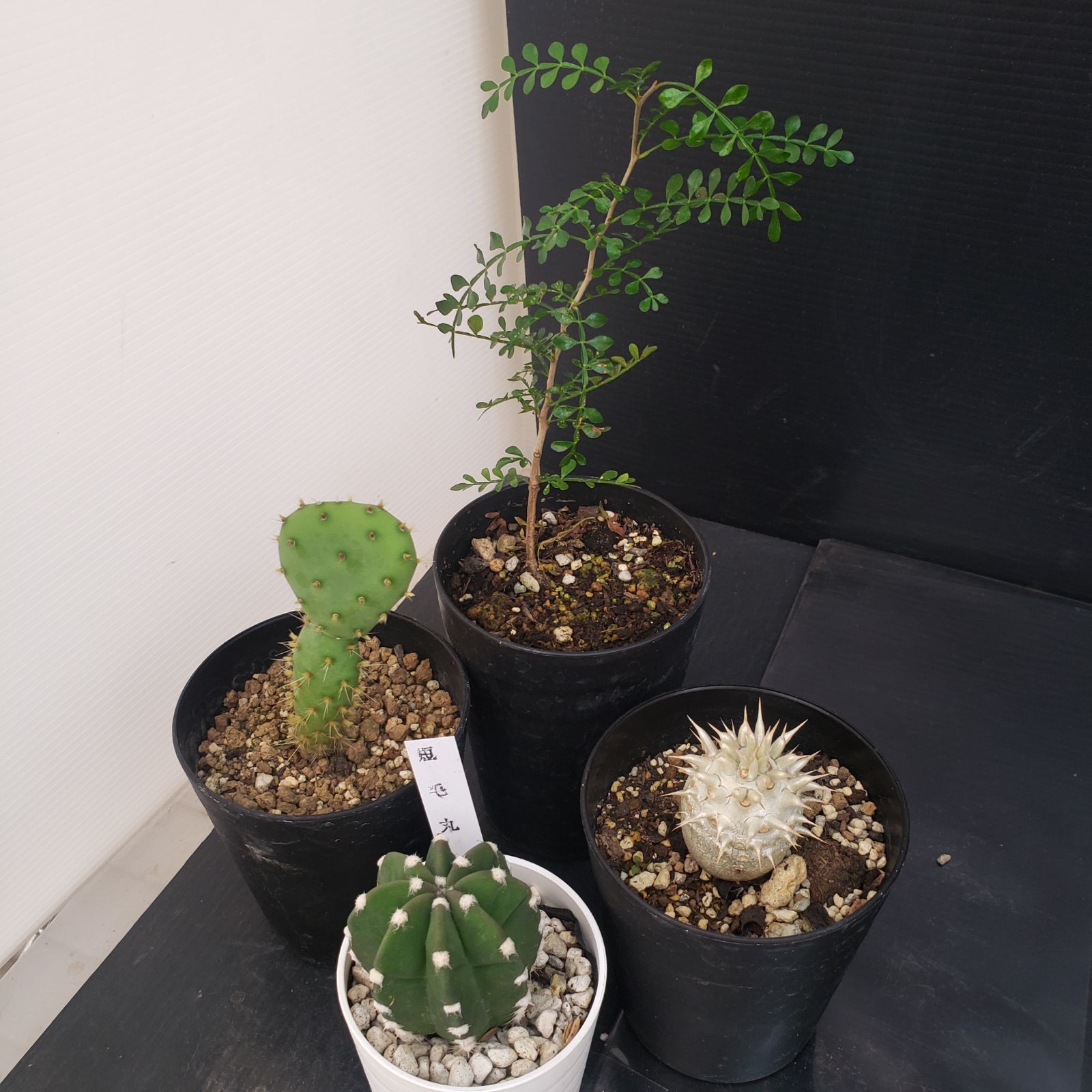 N382【クリアランスセール！】コーデックス・多肉植物 MIXセット（品種