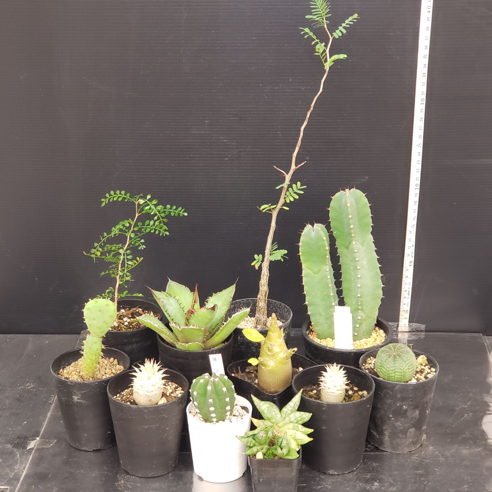 N382【クリアランスセール！】コーデックス・多肉植物 MIXセット（品種