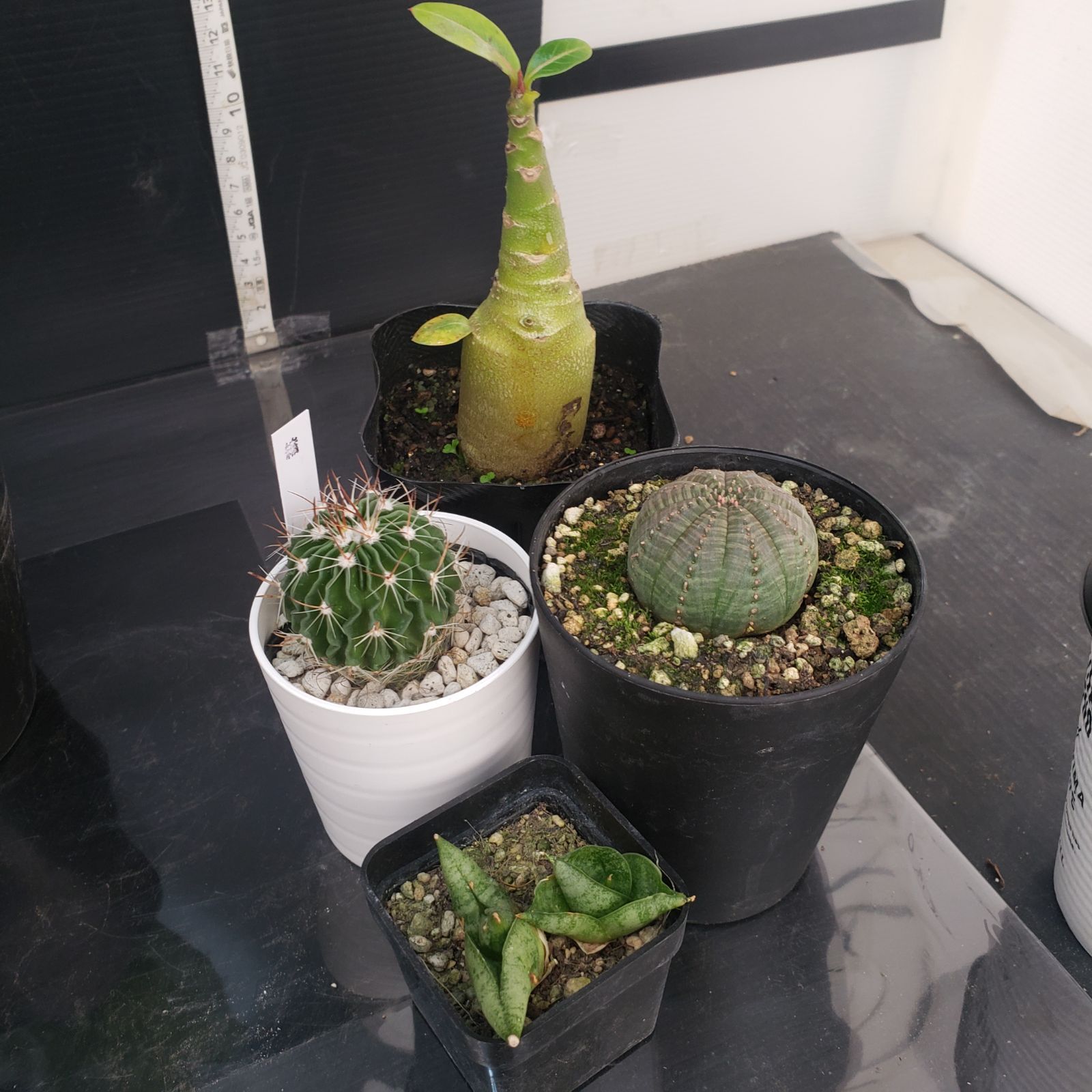 N383【クリアランスセール！】コーデックス・多肉植物 MIXセット（品種