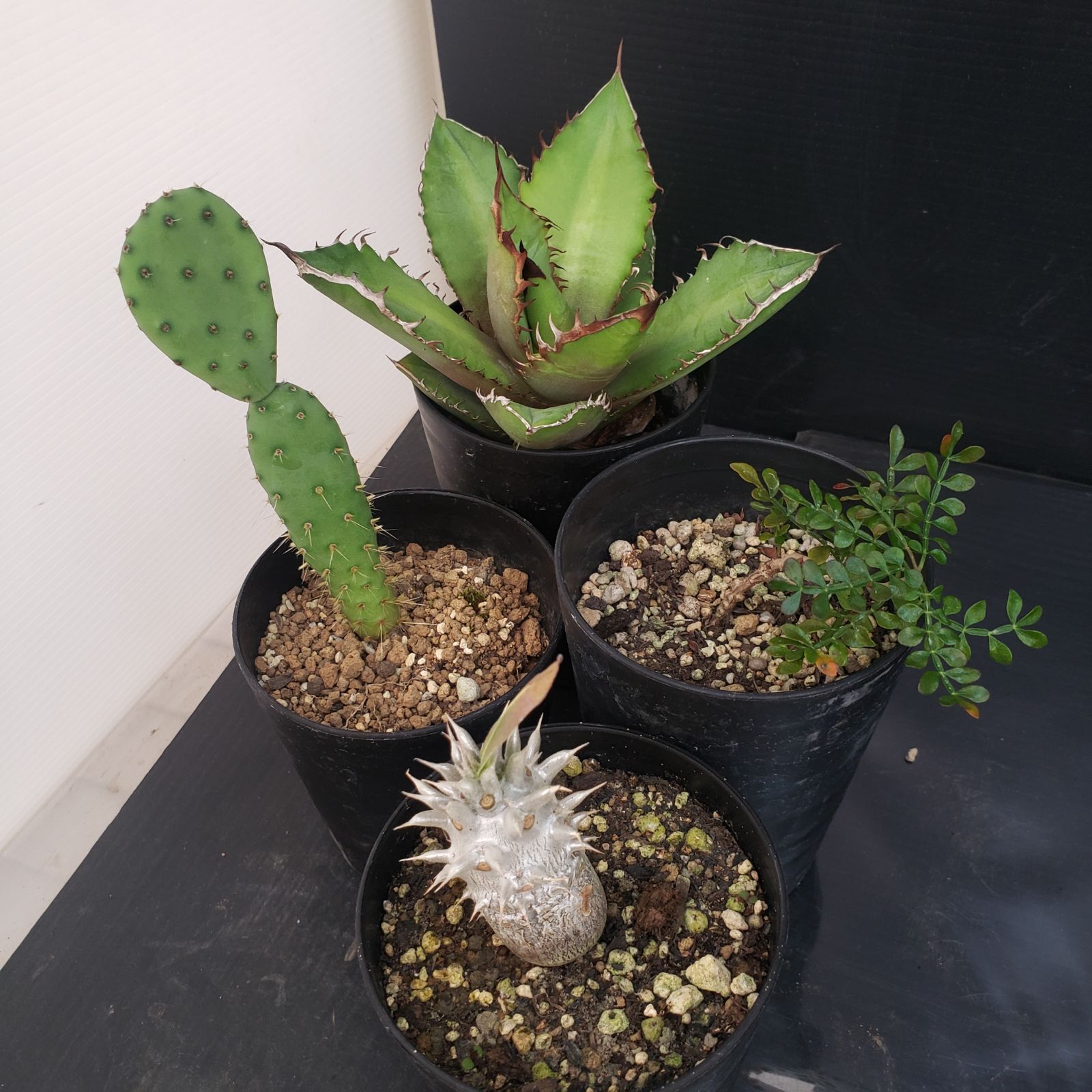 N383【クリアランスセール！】コーデックス・多肉植物 MIXセット（品種