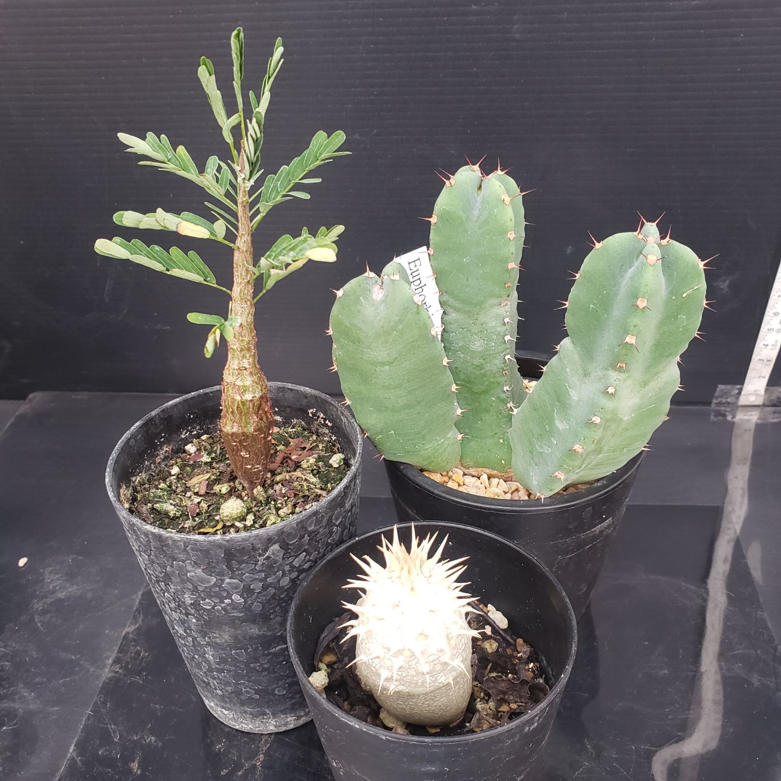 N383【クリアランスセール！】コーデックス・多肉植物 MIXセット（品種