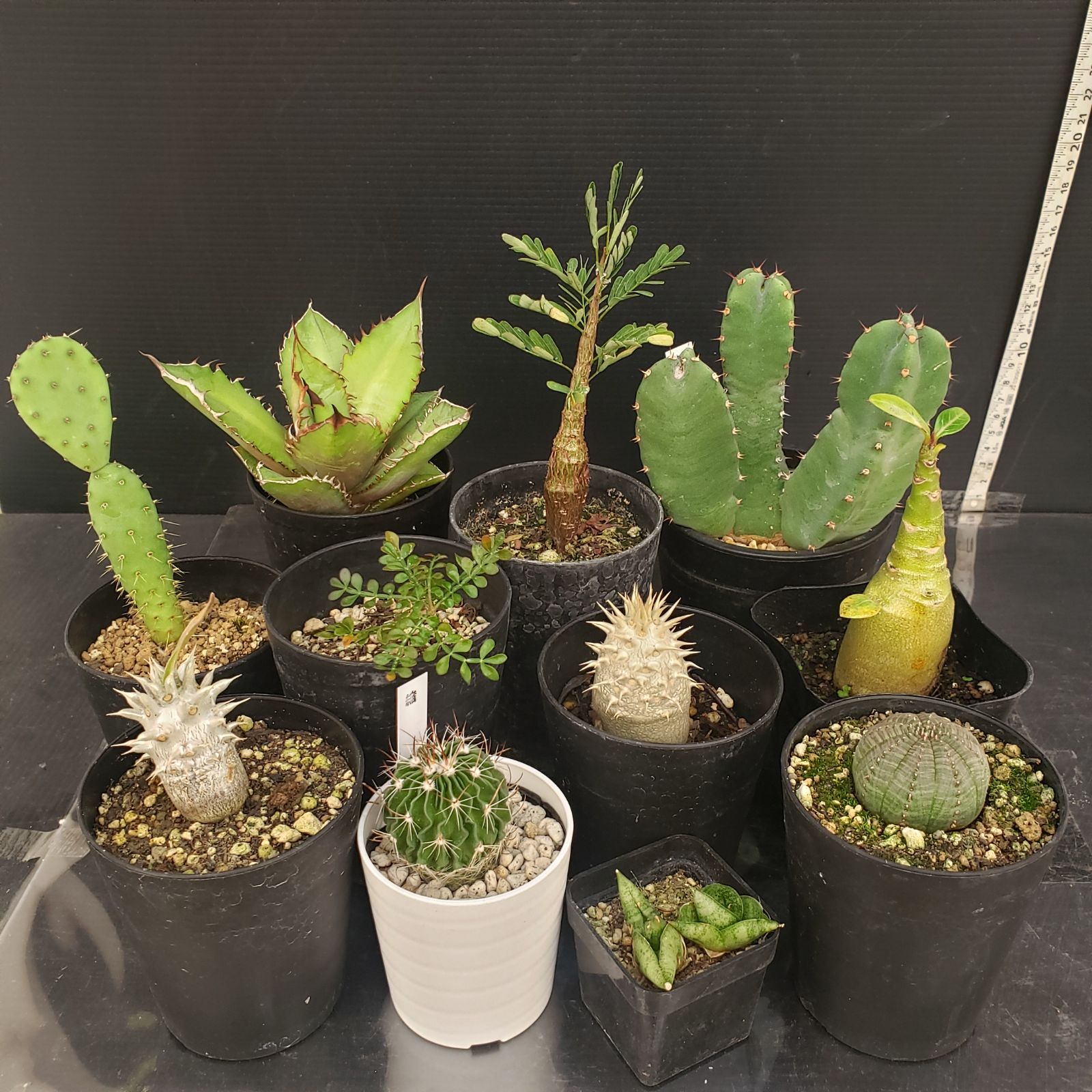 N383【クリアランスセール！】コーデックス・多肉植物 MIXセット（品種