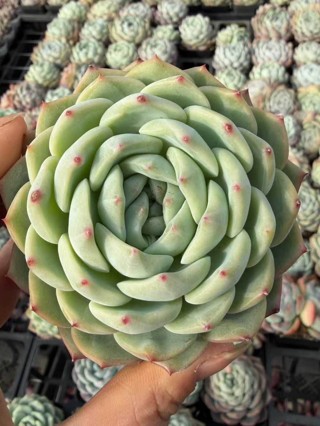 54株の抜き苗セット】グリーンドリーム 多肉植物 佐川急便発送