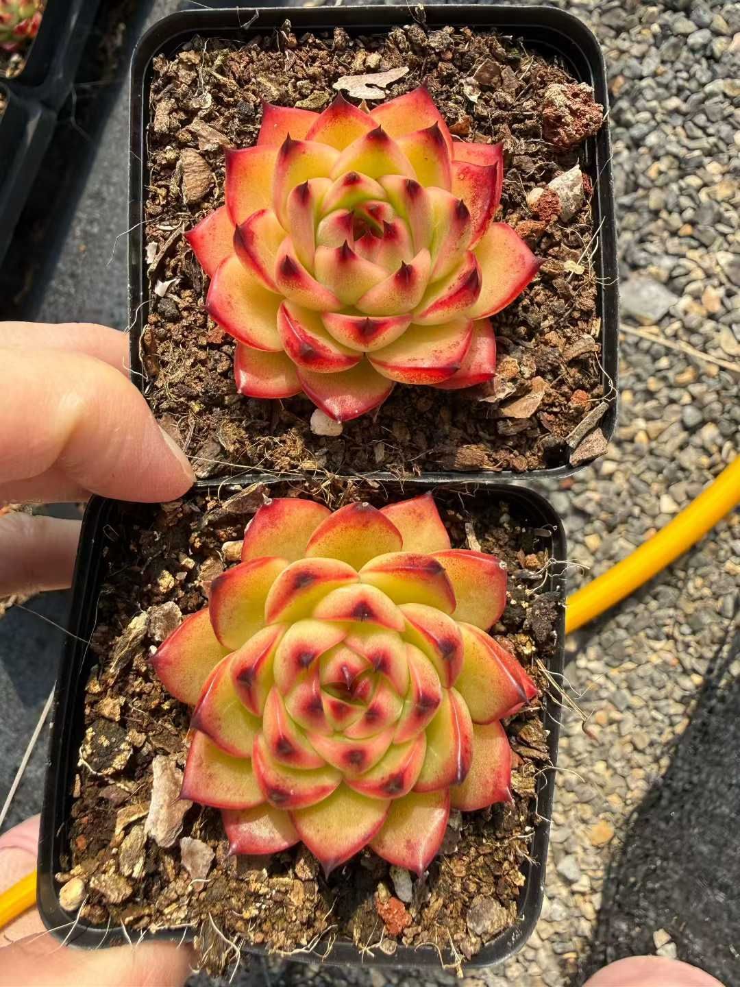 54株の抜き苗セット】ムーンストーン 多肉植物 佐川急便発送