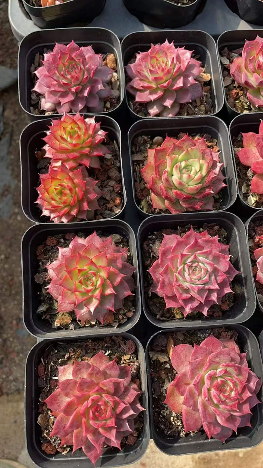 54株の抜き苗セット】カラフル・ローズ 多肉植物 佐川急便発送