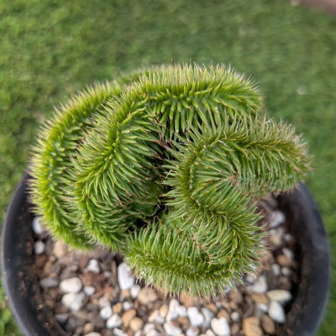 多肉植物ユーフォルビア スザンナエ（瑠璃晃）綴化 - メルカリ