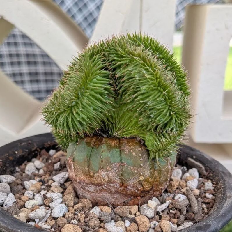 多肉植物ユーフォルビア スザンナエ（瑠璃晃）綴化 - メルカリ