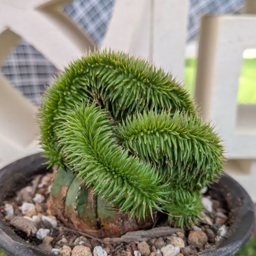 多肉植物ユーフォルビア スザンナエ（瑠璃晃）綴化 - メルカリ