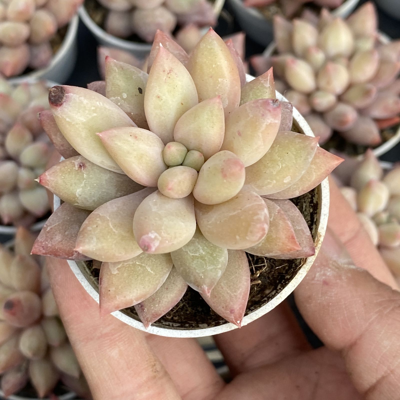 XY41×10株 レッドドラゴンフライ 抜き苗 多肉植物 アエオニウム