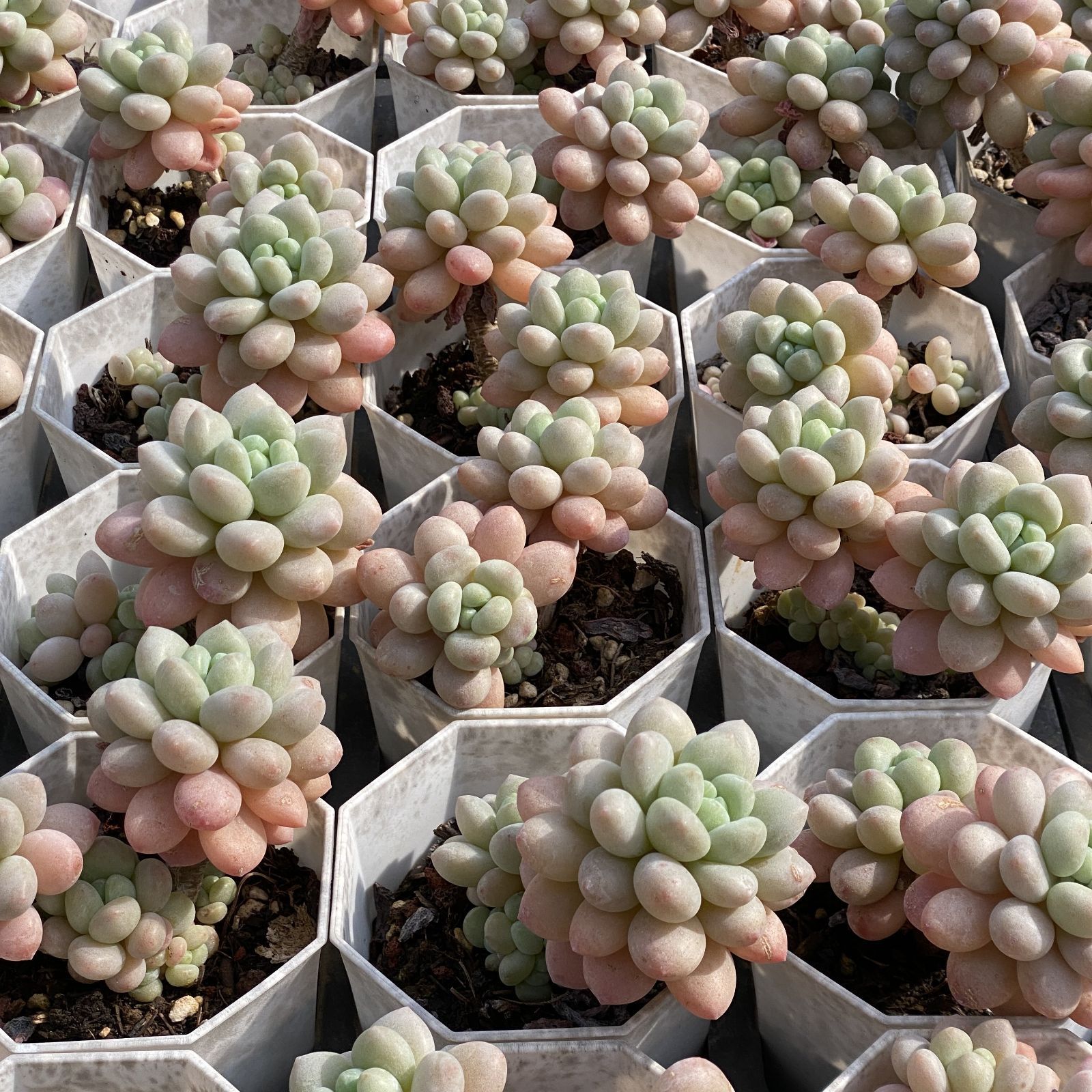 XY8×10株 ロココ 抜き苗 多肉植物 アエオニウム エケベリア サボテン