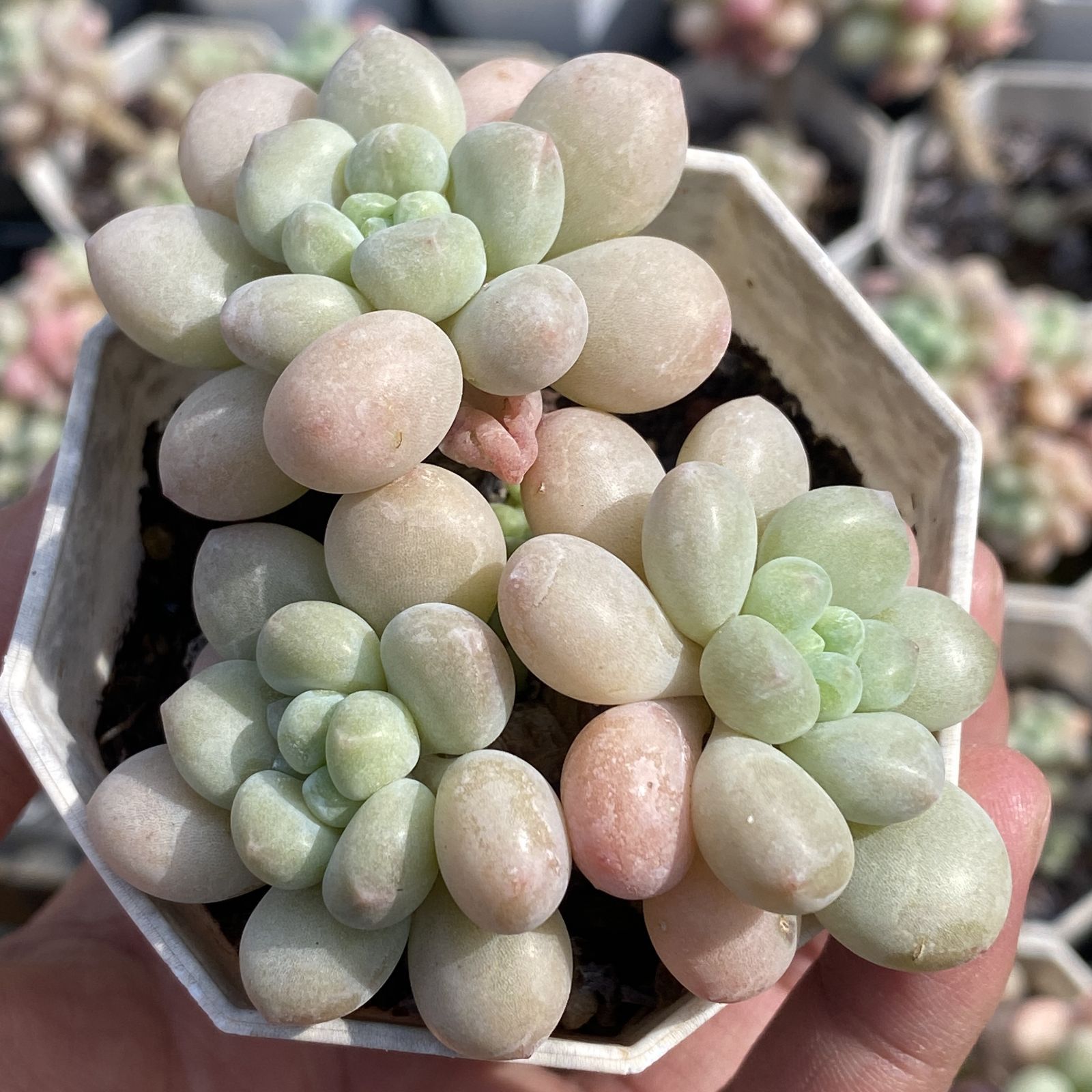 XY8×10株 ロココ 抜き苗 多肉植物 アエオニウム エケベリア サボテン