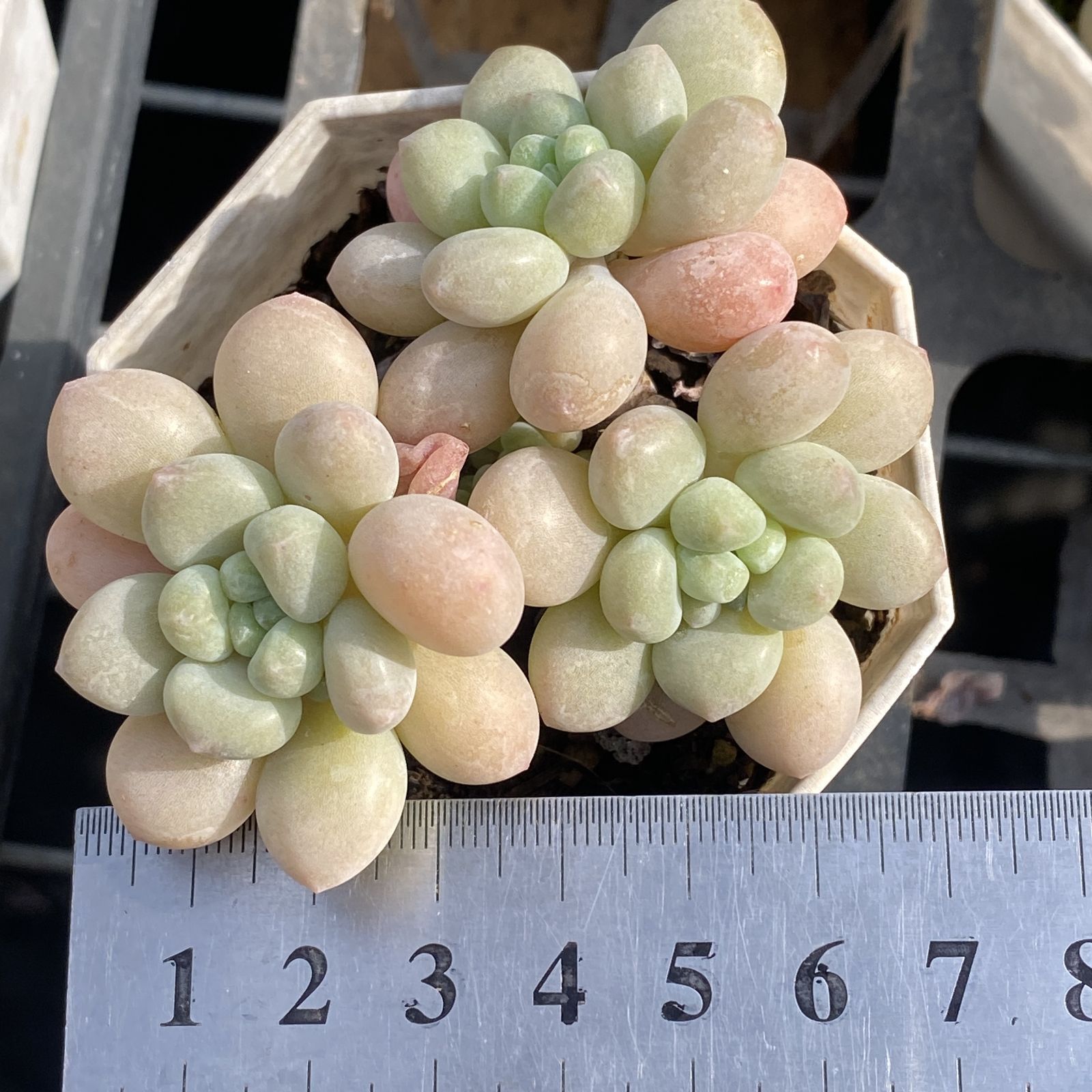 XY8×10株 ロココ 抜き苗 多肉植物 アエオニウム エケベリア サボテン