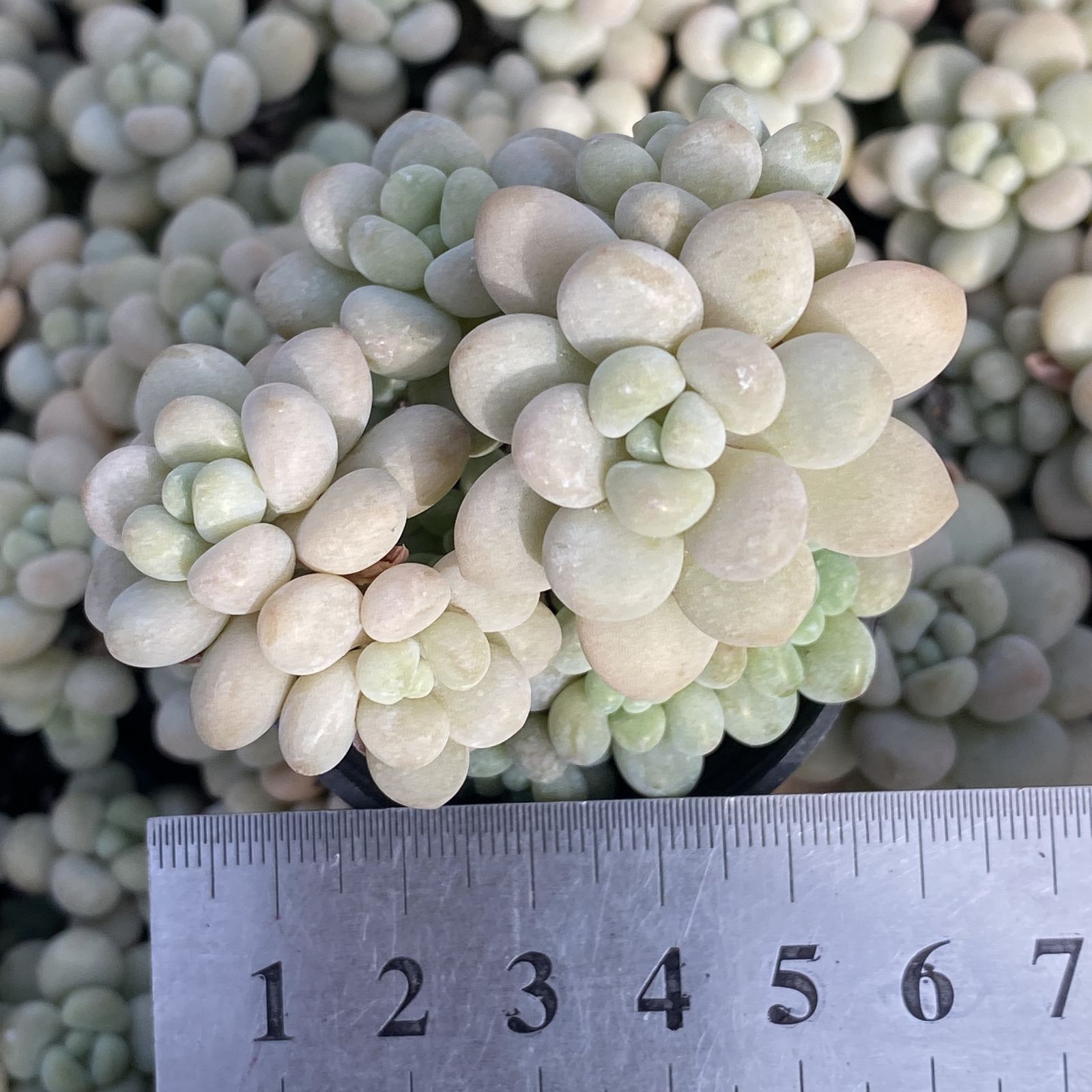 XY50×10株 ロココ 抜き苗 多肉植物 アエオニウム エケベリア サボテン