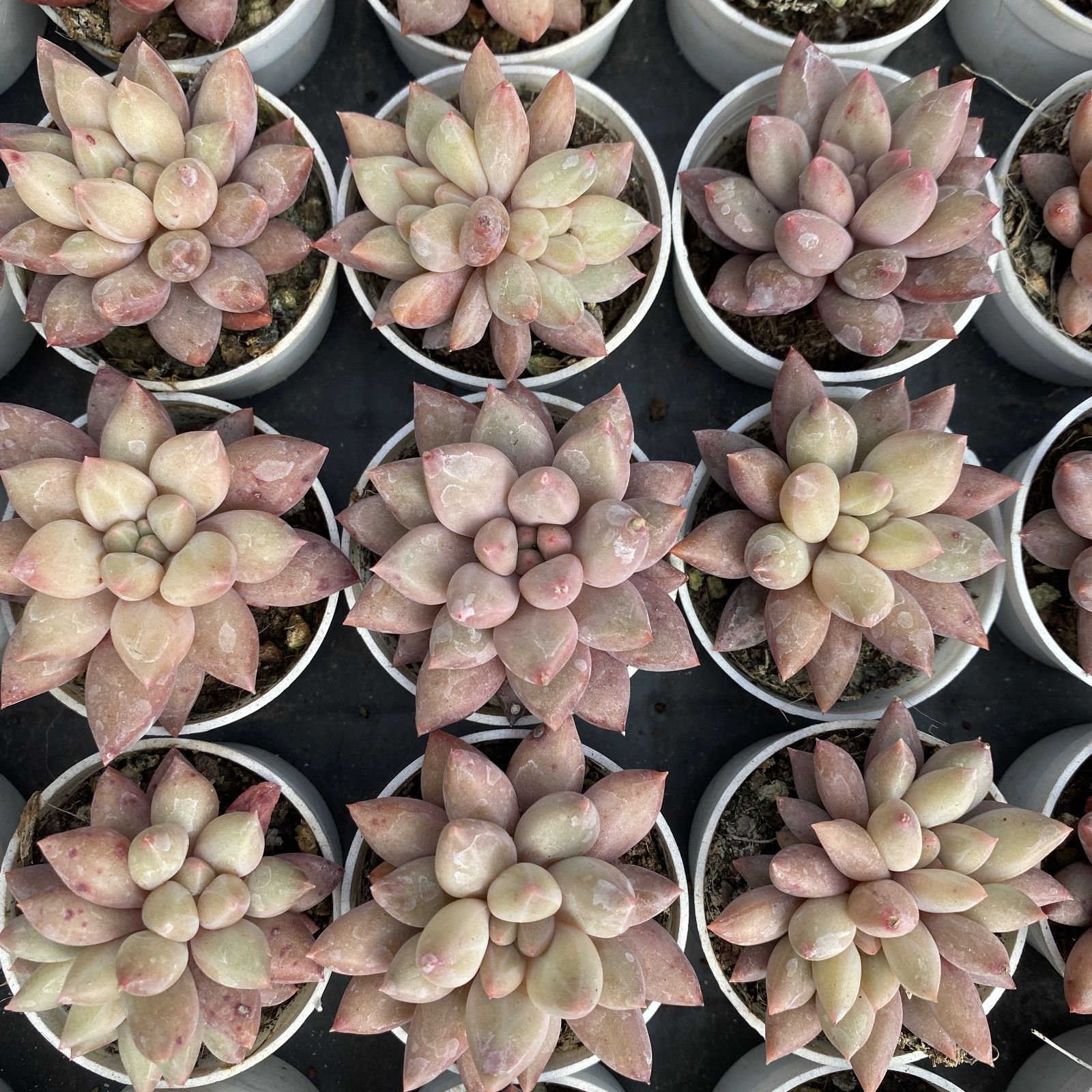 XY41×10株 レッドドラゴンフライ 抜き苗 多肉植物 アエオニウム