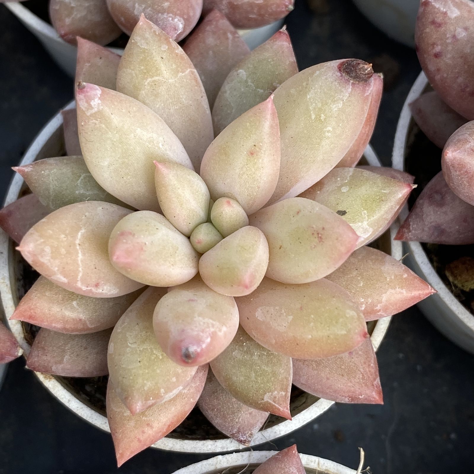 XY41×10株 レッドドラゴンフライ 抜き苗 多肉植物 アエオニウム