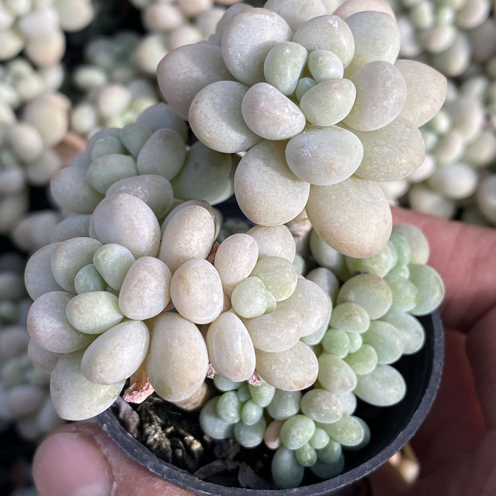 XY50×10株 ロココ 抜き苗 多肉植物 アエオニウム エケベリア サボテン