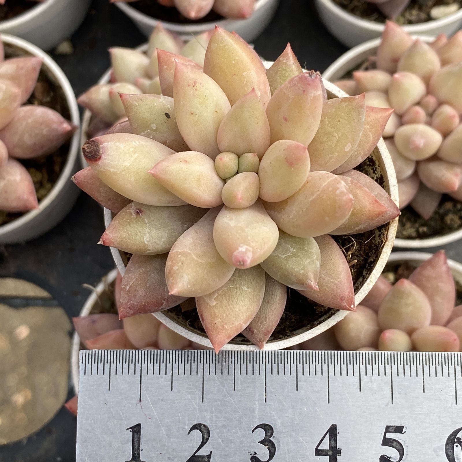 XY41×10株 レッドドラゴンフライ 抜き苗 多肉植物 アエオニウム