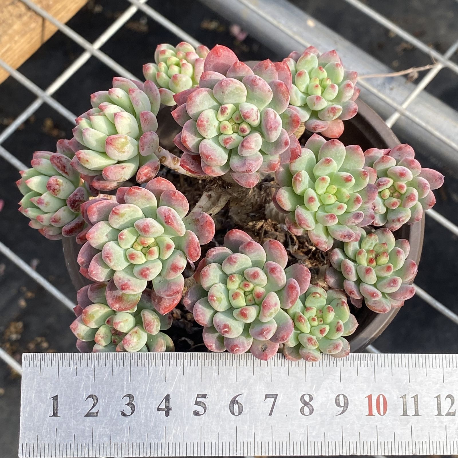XY5×10株 ブルーアップル 抜き苗 多肉植物 アエオニウム エケベリア
