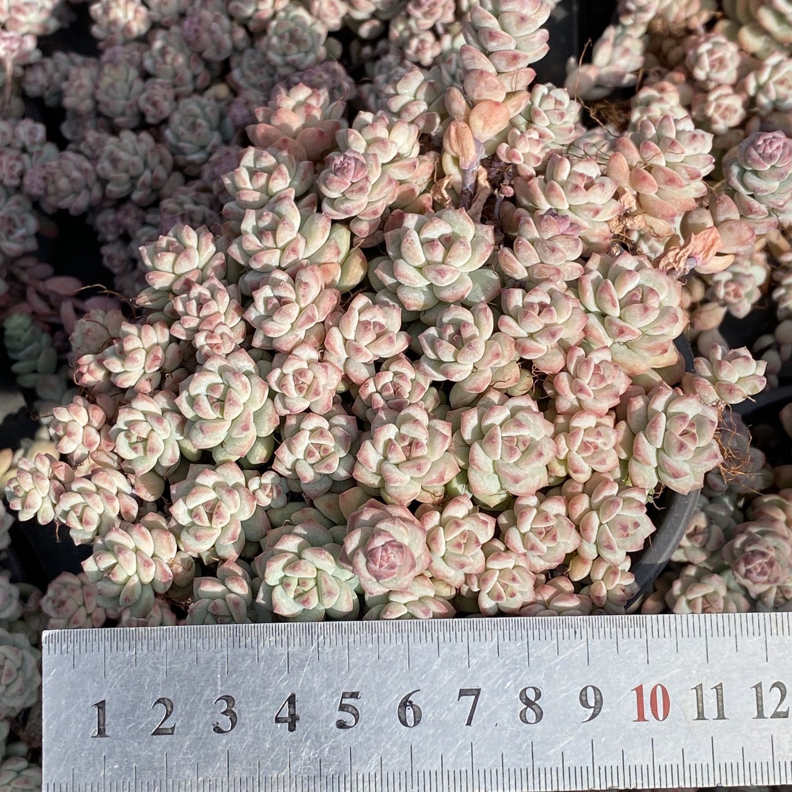 XY28×10株 キャラメルエルフ 抜き苗 多肉植物 アエオニウム エケベリア