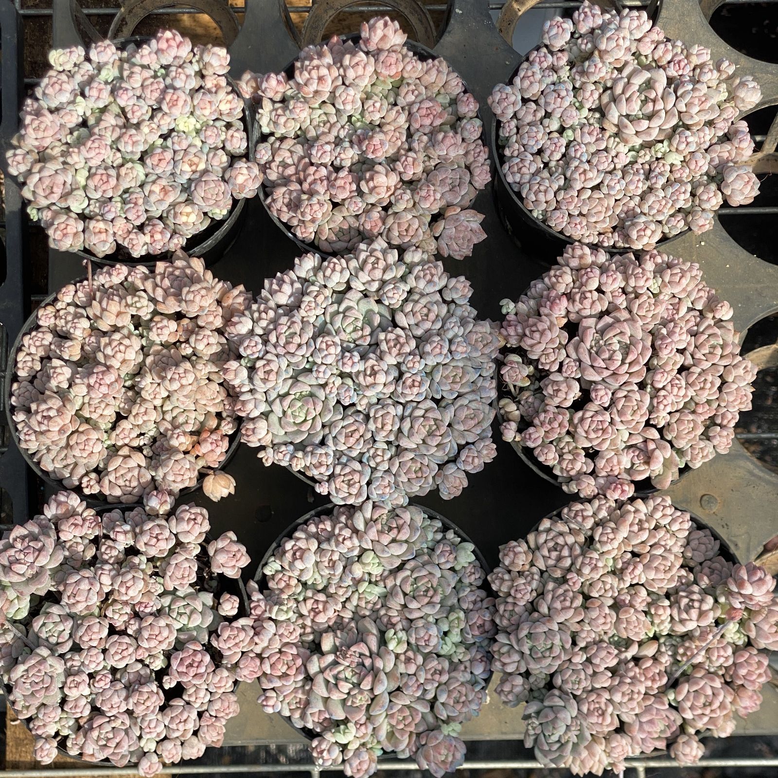 XY33×10株 ピンクマン 抜き苗 多肉植物 アエオニウム エケベリア