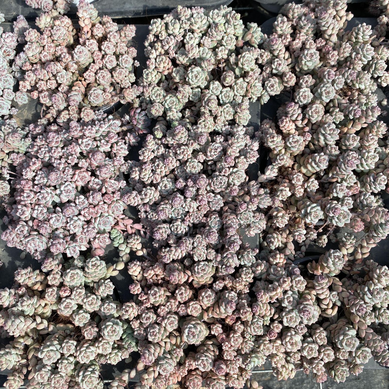 XY28×10株 キャラメルエルフ 抜き苗 多肉植物 アエオニウム エケベリア