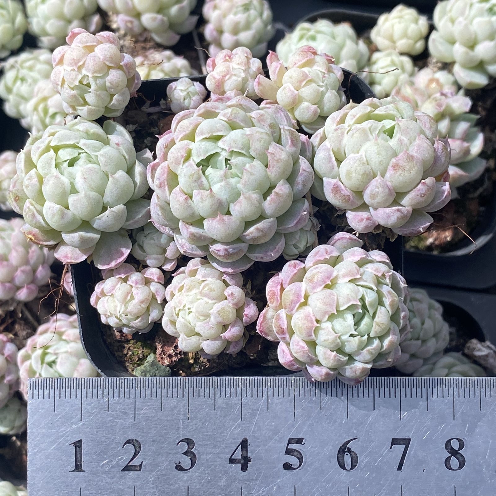 XY17×10株 ヨウシニシキ 抜き苗 多肉植物 アエオニウム エケベリア