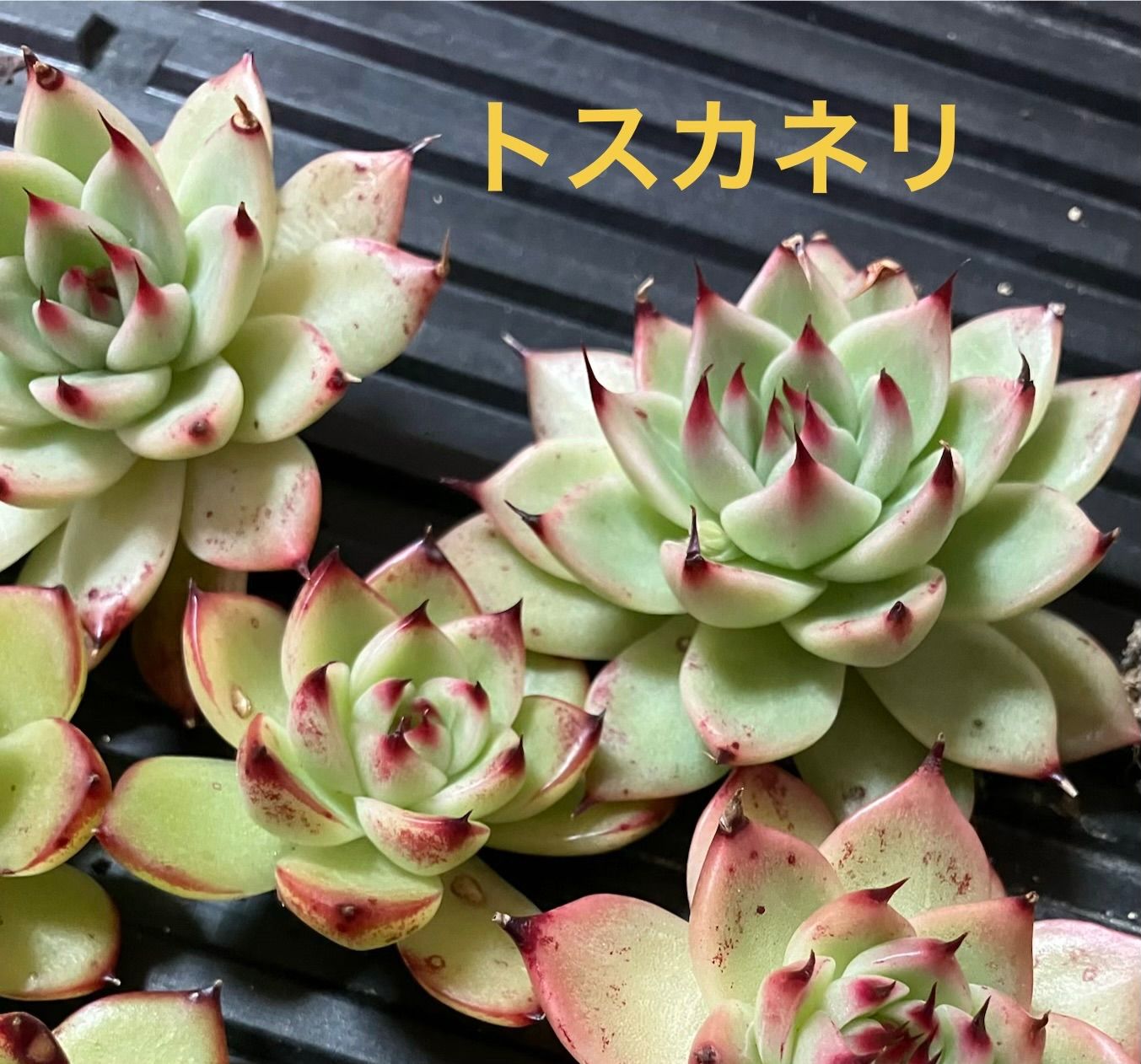 お弁当箱いっぱい⭐︎多肉寄せ植えセット1 多肉弁当 エケベリア