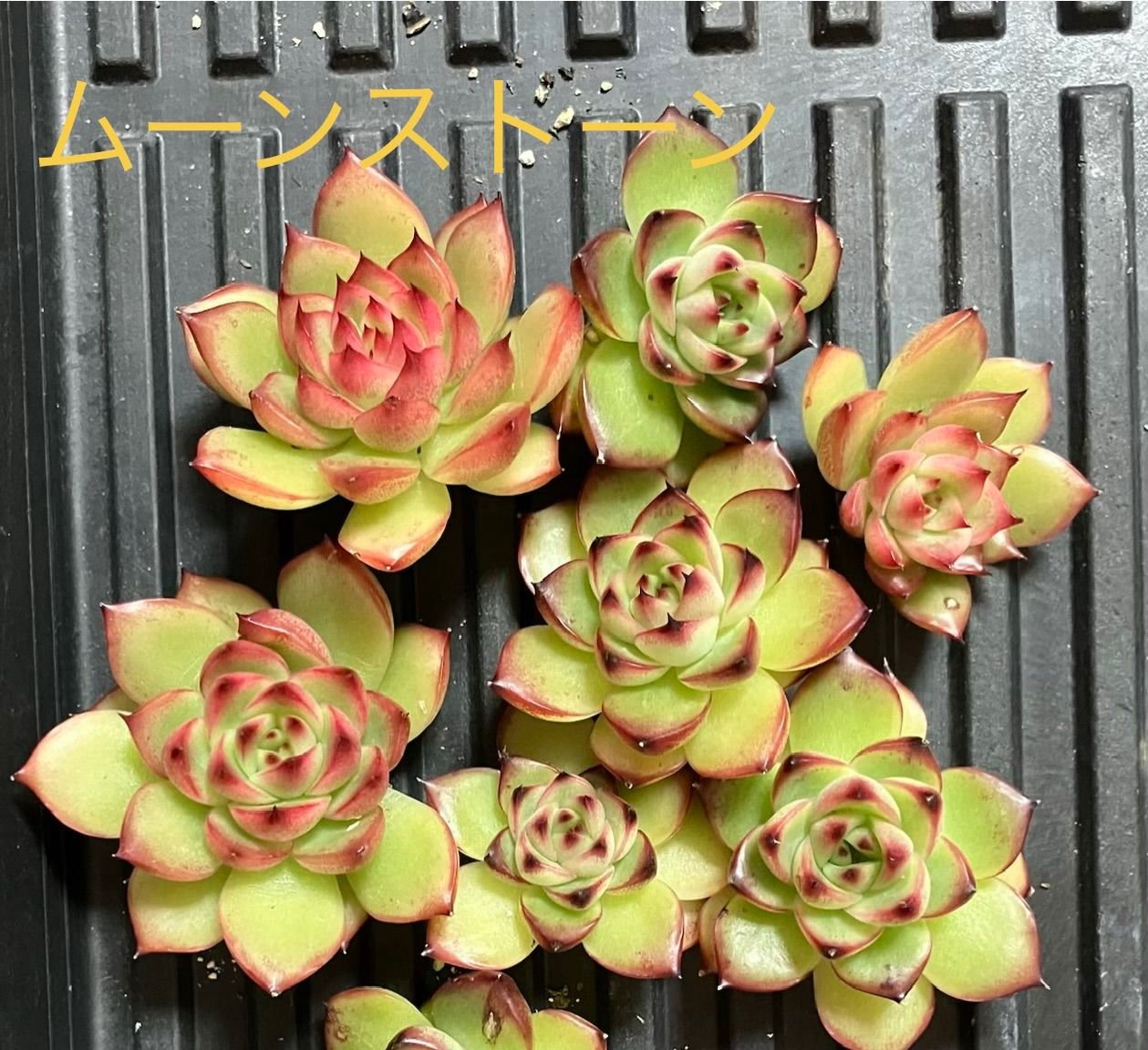 お弁当箱いっぱい⭐︎多肉寄せ植えセット1 多肉弁当 エケベリア