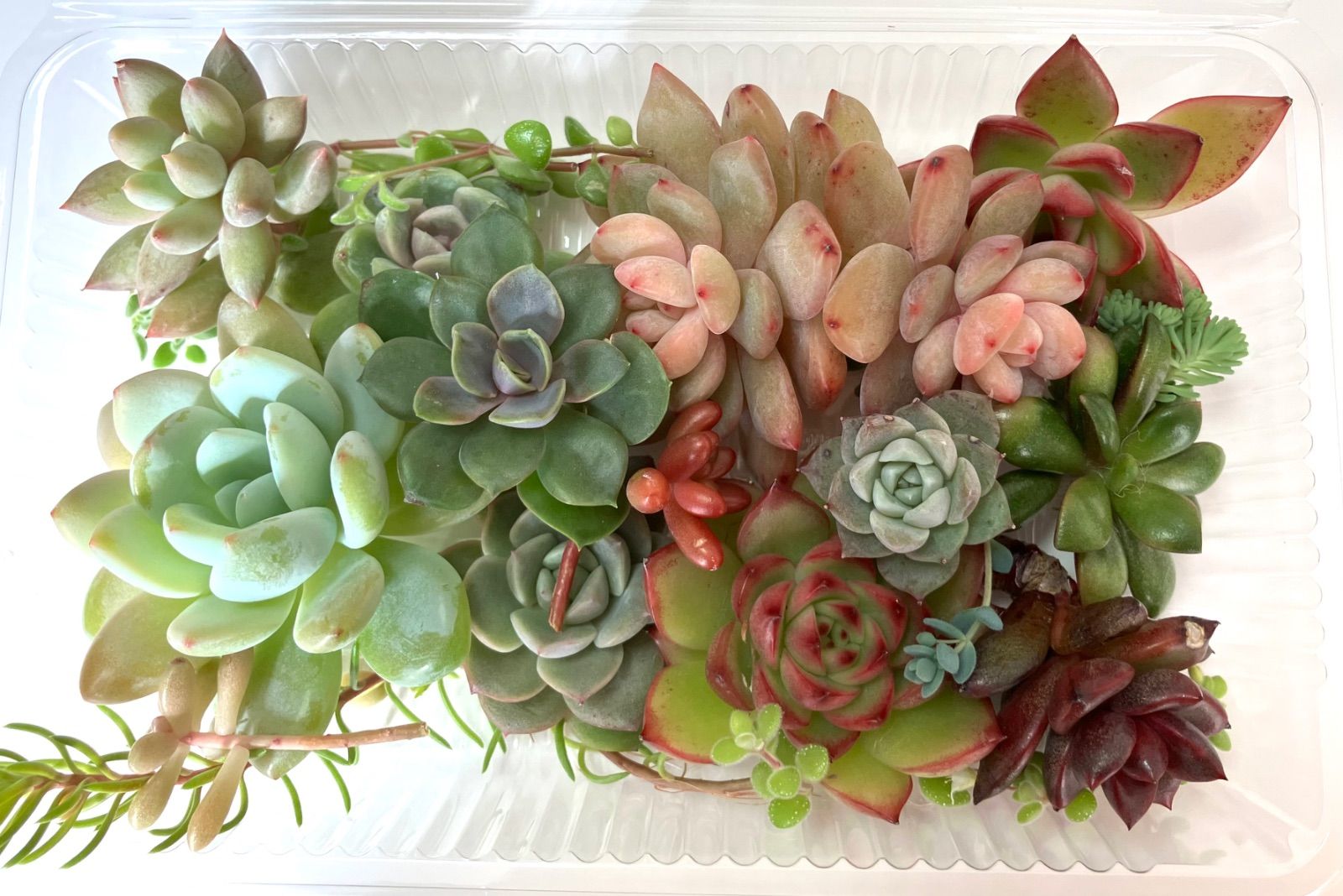 お弁当箱いっぱい⭐︎多肉寄せ植えセット1 多肉弁当 エケベリア