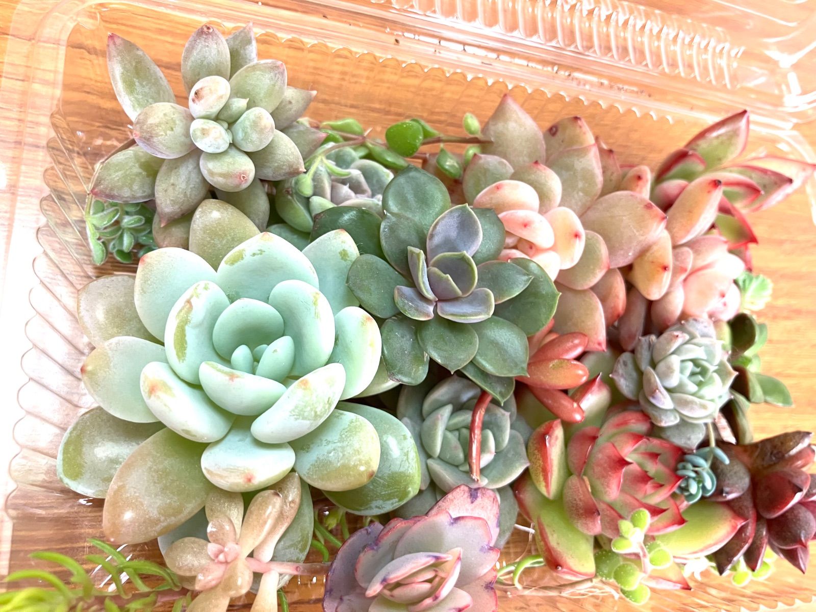 お弁当箱いっぱい⭐︎多肉寄せ植えセット1 多肉弁当 エケベリア