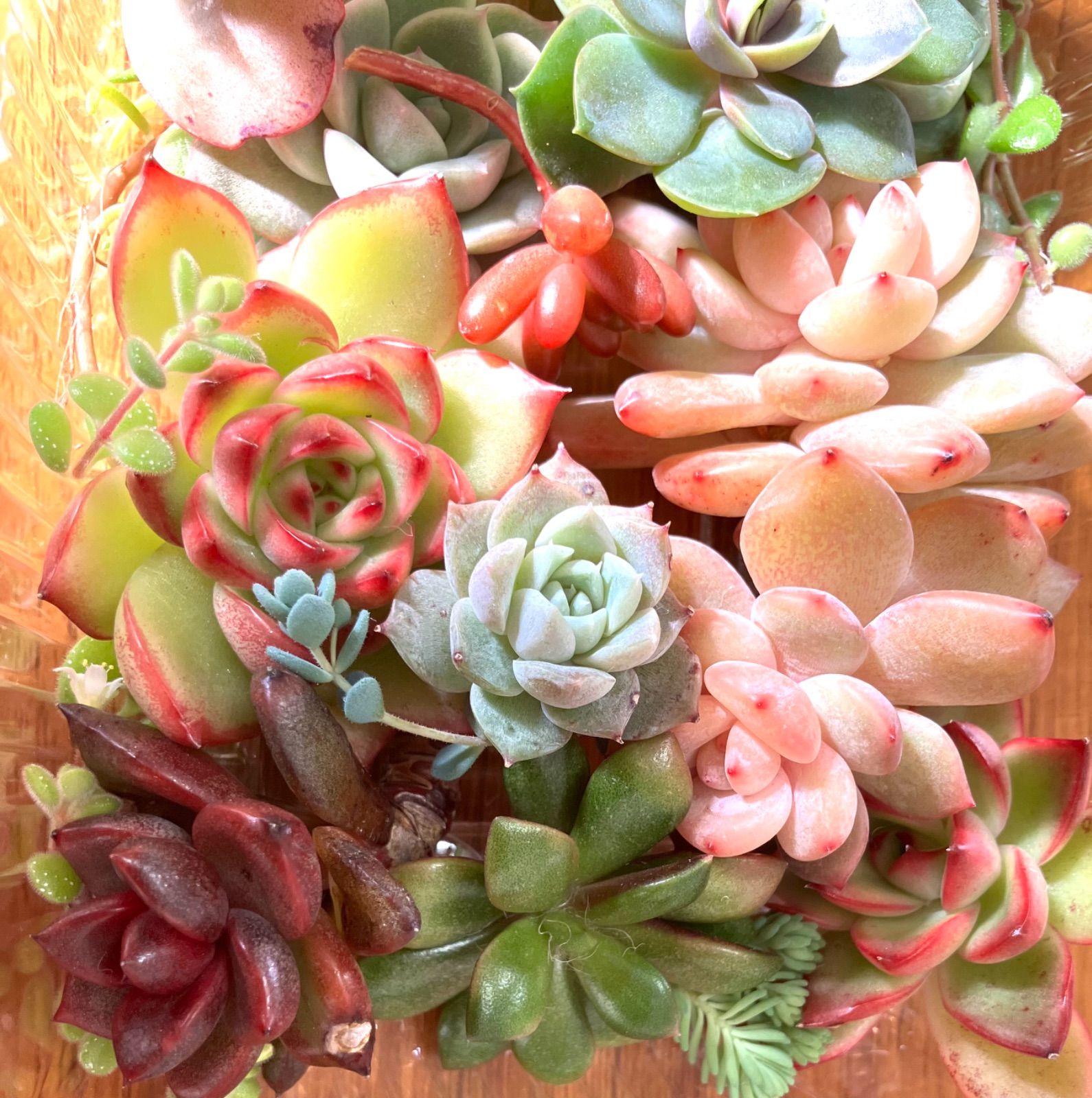 お弁当箱いっぱい⭐︎多肉寄せ植えセット1 多肉弁当 エケベリア