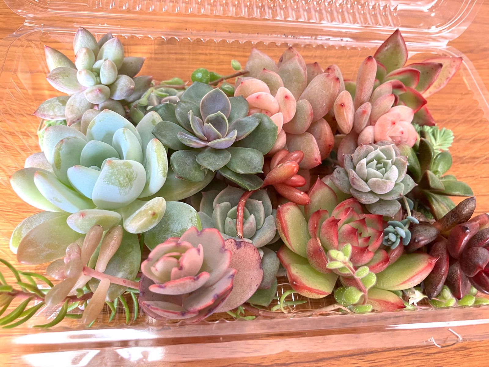 お弁当箱いっぱい⭐︎多肉寄せ植えセット1 多肉弁当 エケベリア