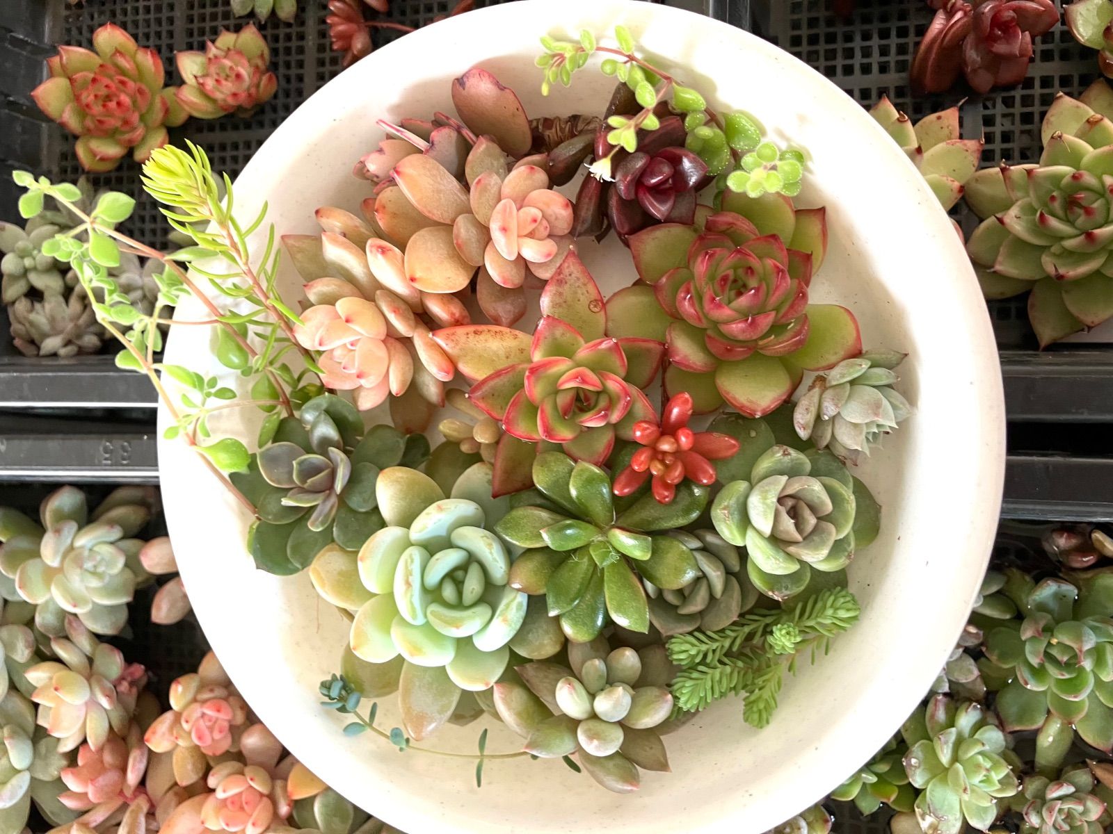 お弁当箱いっぱい⭐︎多肉寄せ植えセット1 多肉弁当 エケベリア