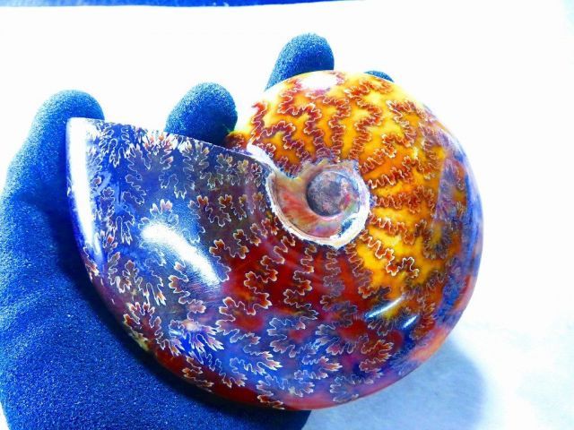 数万個の中の一個☆天然マダガスカル産 ☆ 縫合線オパールアンモナイト