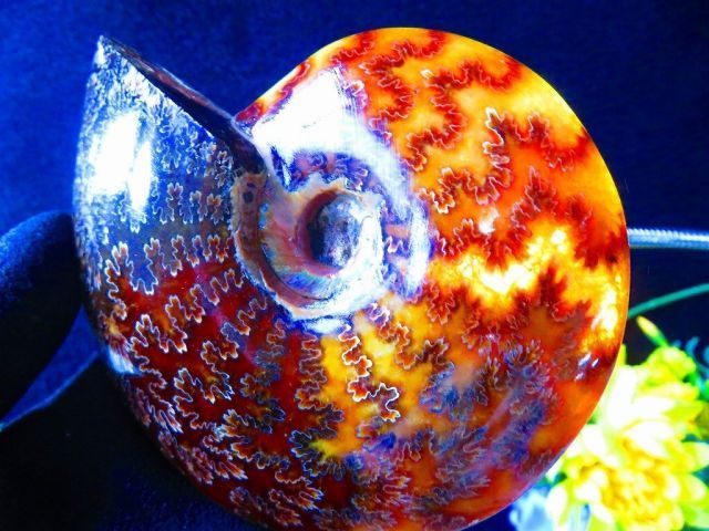 数万個の中の一個☆天然マダガスカル産 ☆ 縫合線オパールアンモナイト